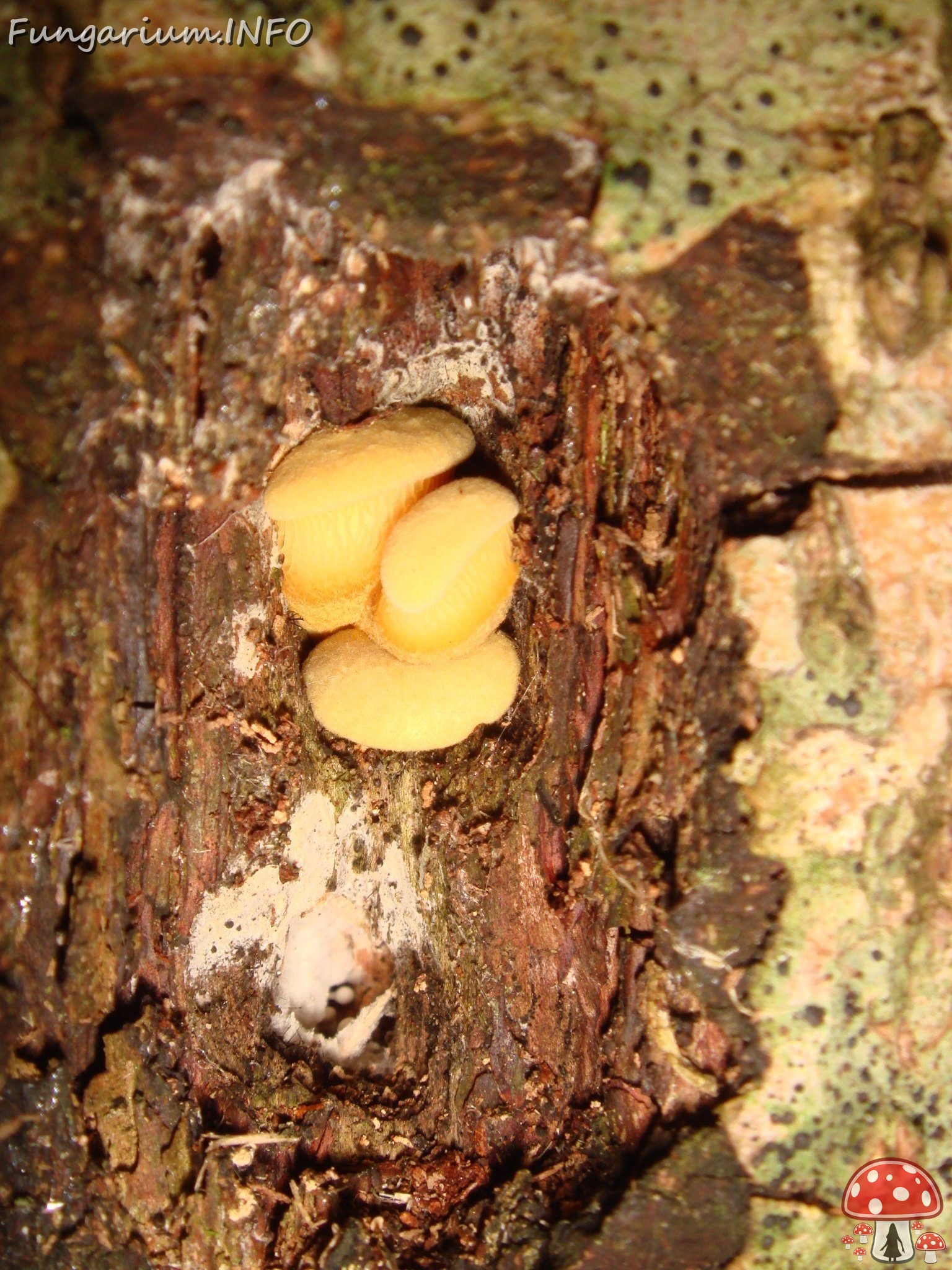 fungi-0004310 