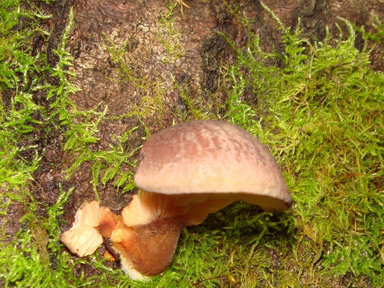 fungi-0003756