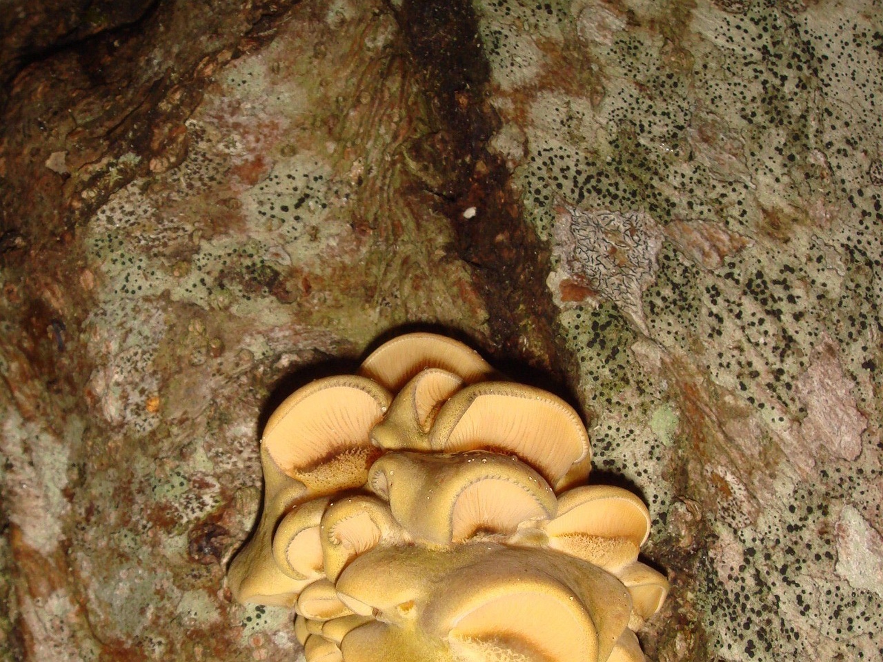 fungi-0004307