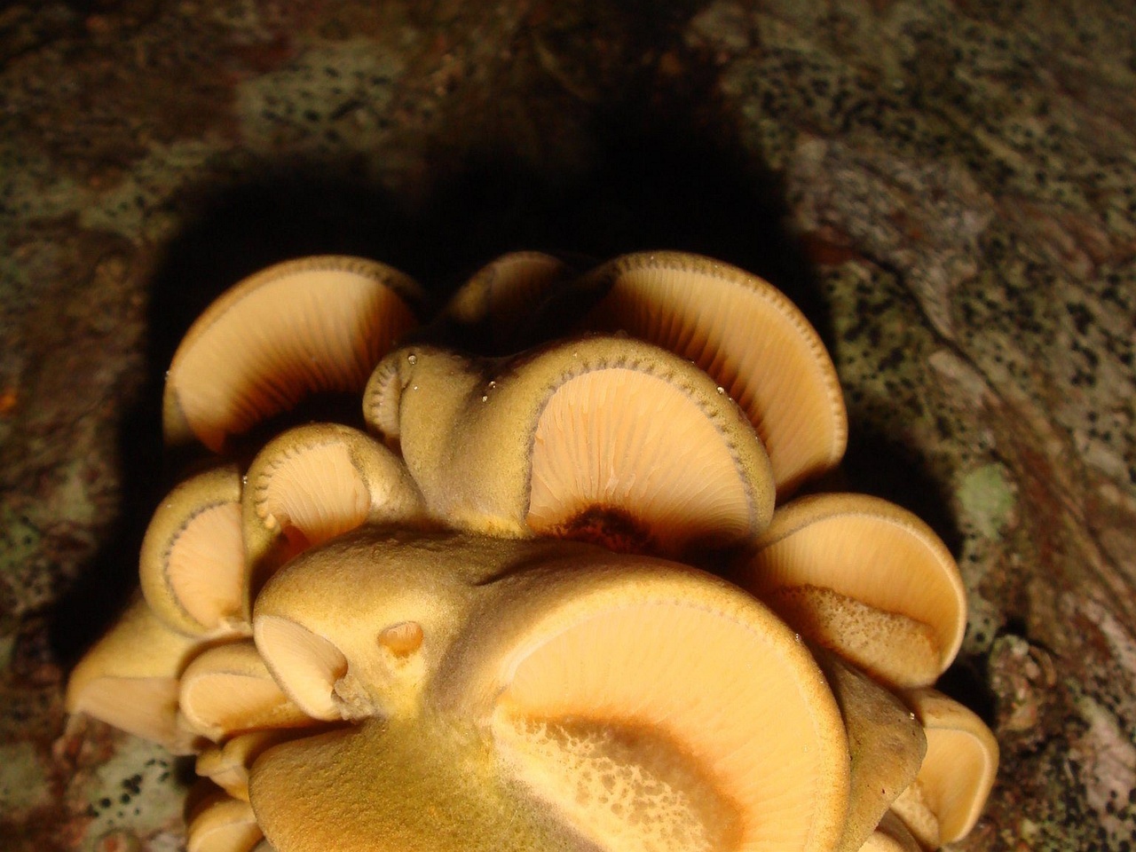 fungi-0004308