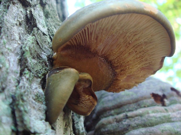 Sarcomyxa serotina - Саркомикса поздняя - Late Oyster - Spätblättriger Schmierling