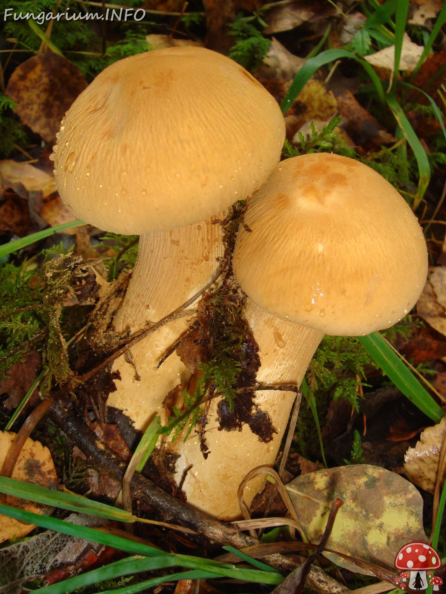 0fungi-0003495 