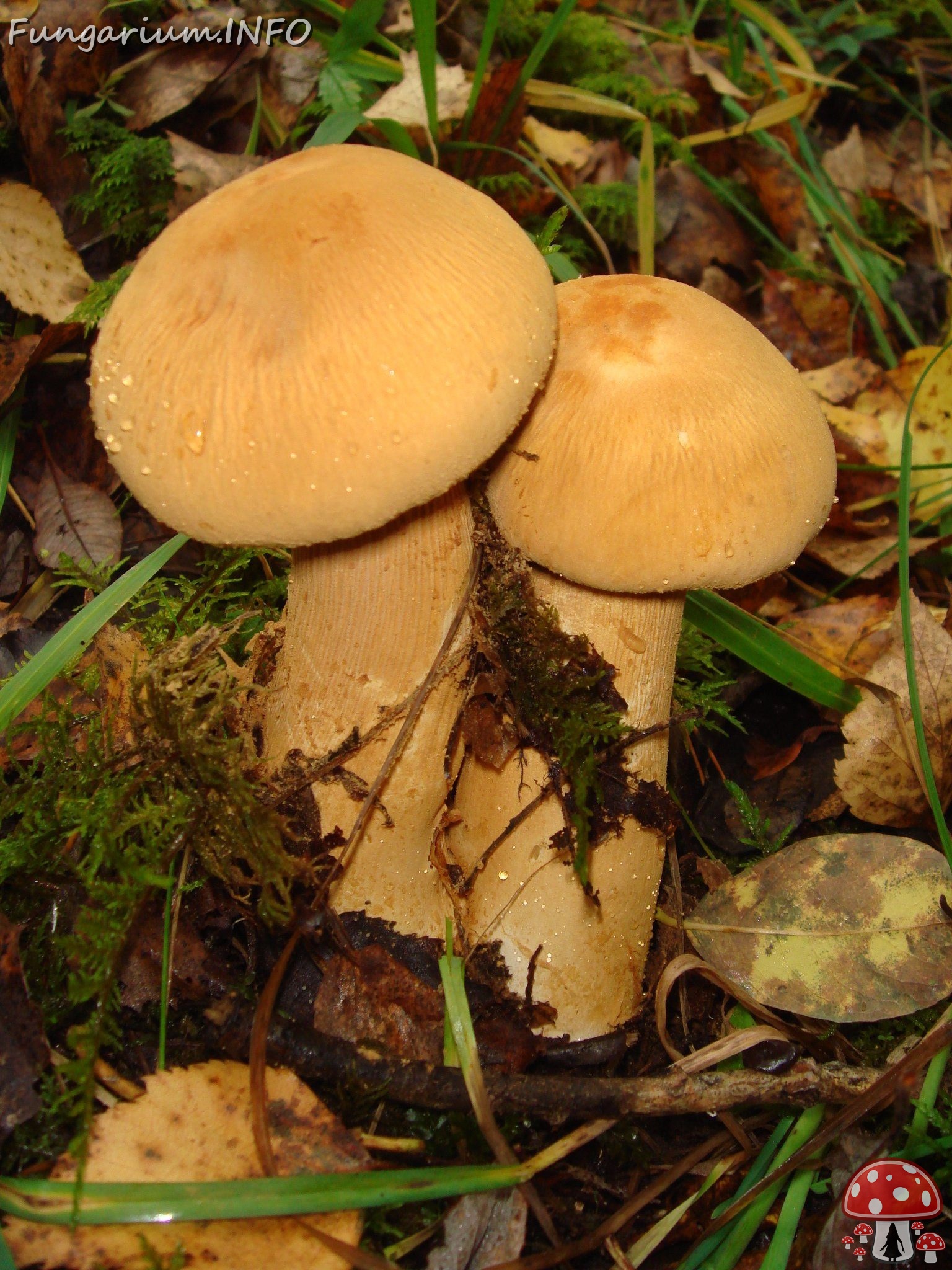 fungi-0003494 