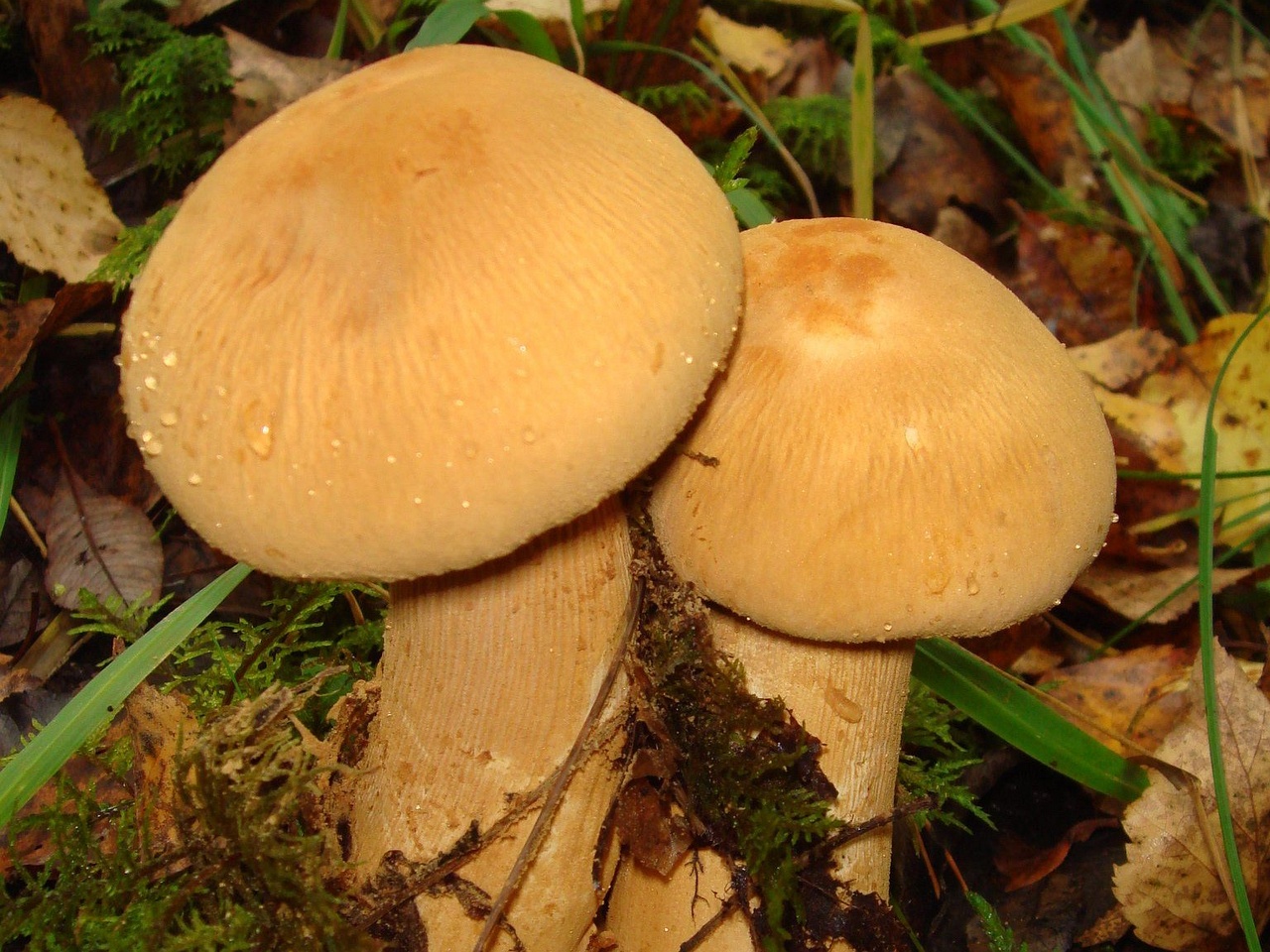 fungi-0003494