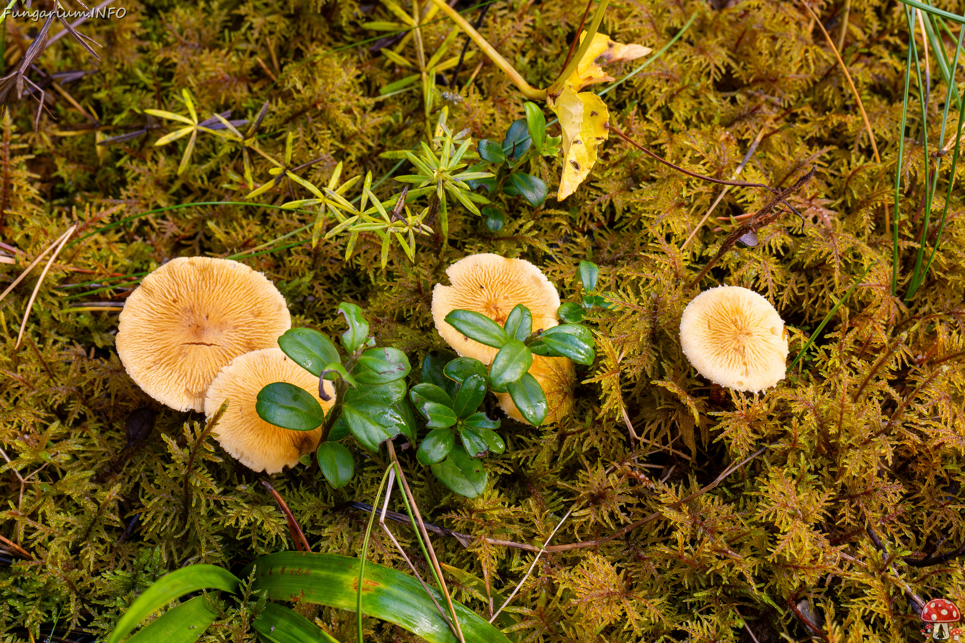 cystoderma-amianthinum_2024-10-12_1-1 