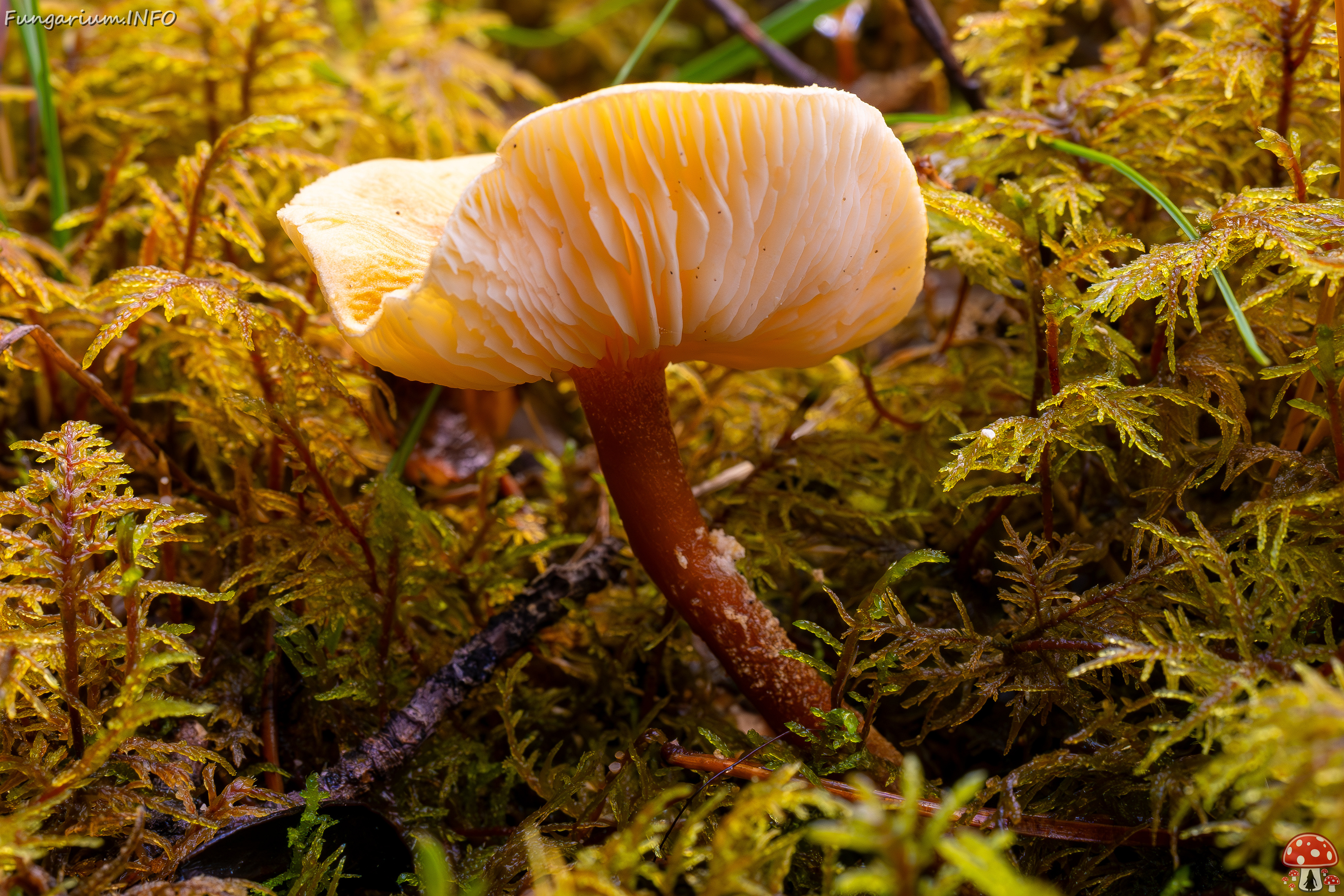 cystoderma-amianthinum_2024-10-12_1-3 