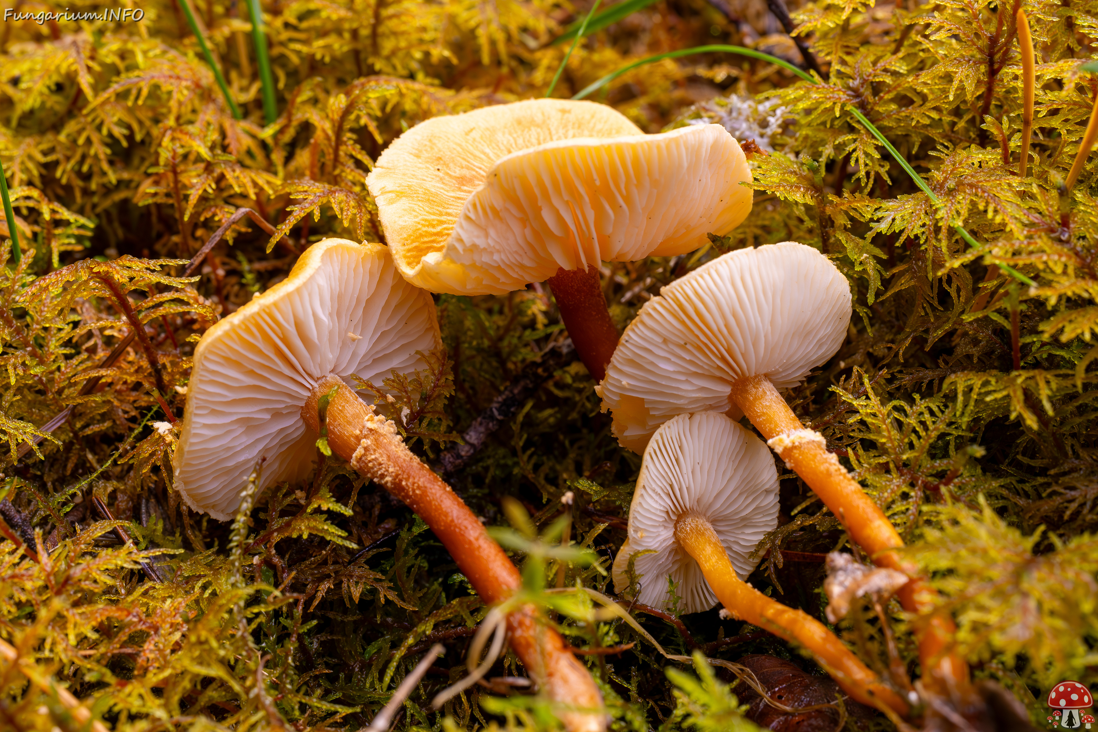 cystoderma-amianthinum_2024-10-12_1-6 