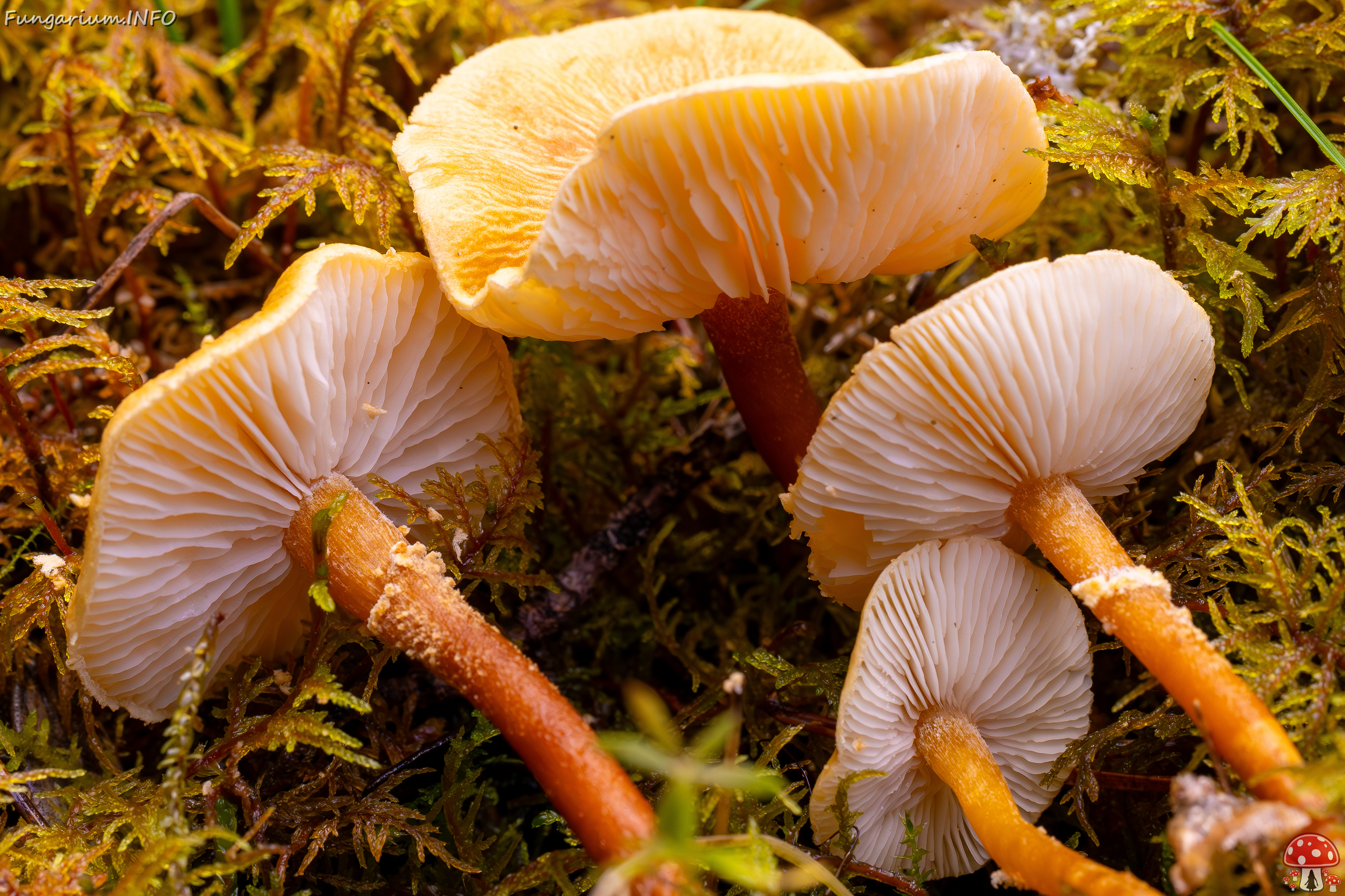 cystoderma-amianthinum_2024-10-12_1-7 