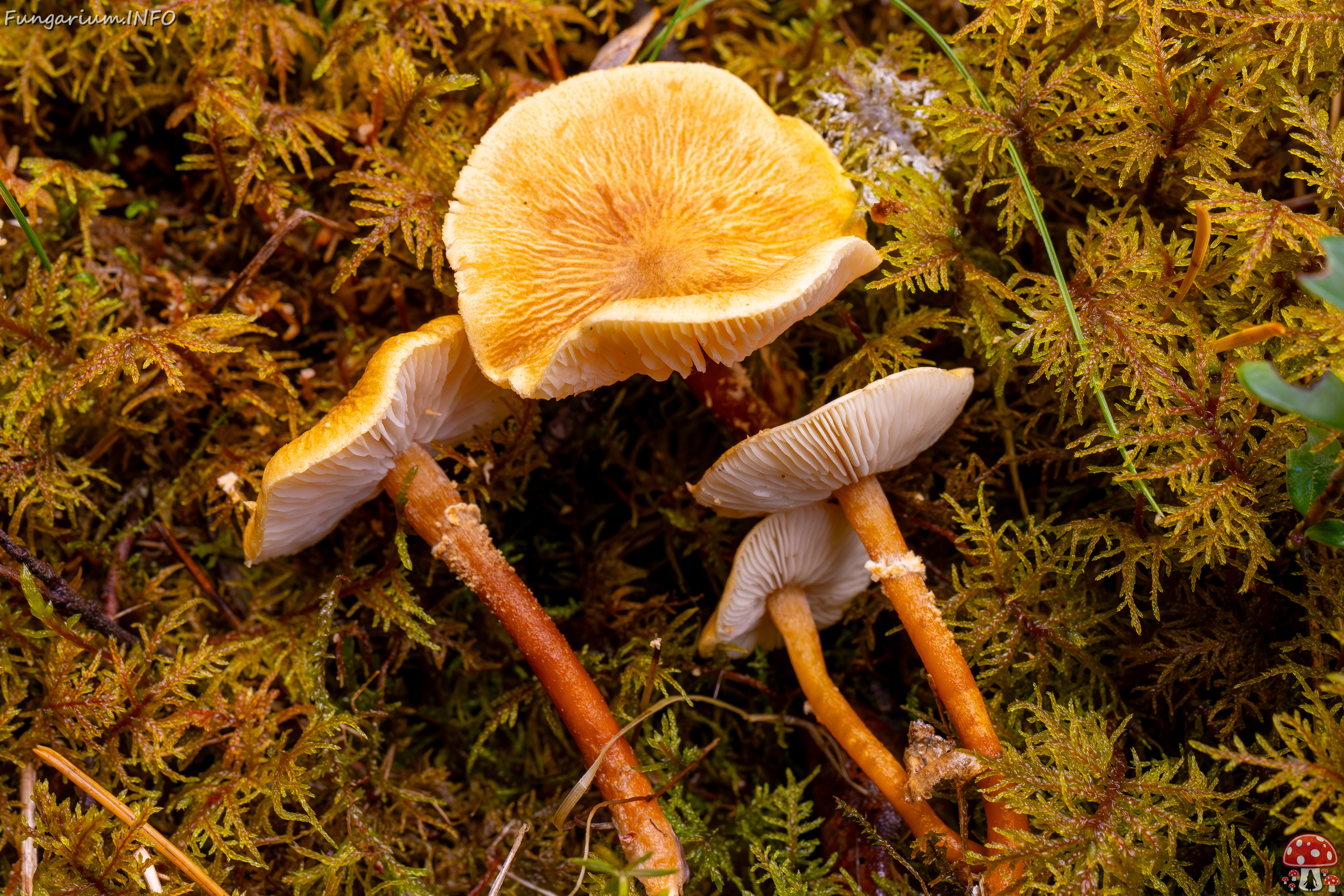 cystoderma-amianthinum_2024-10-12_1-8 