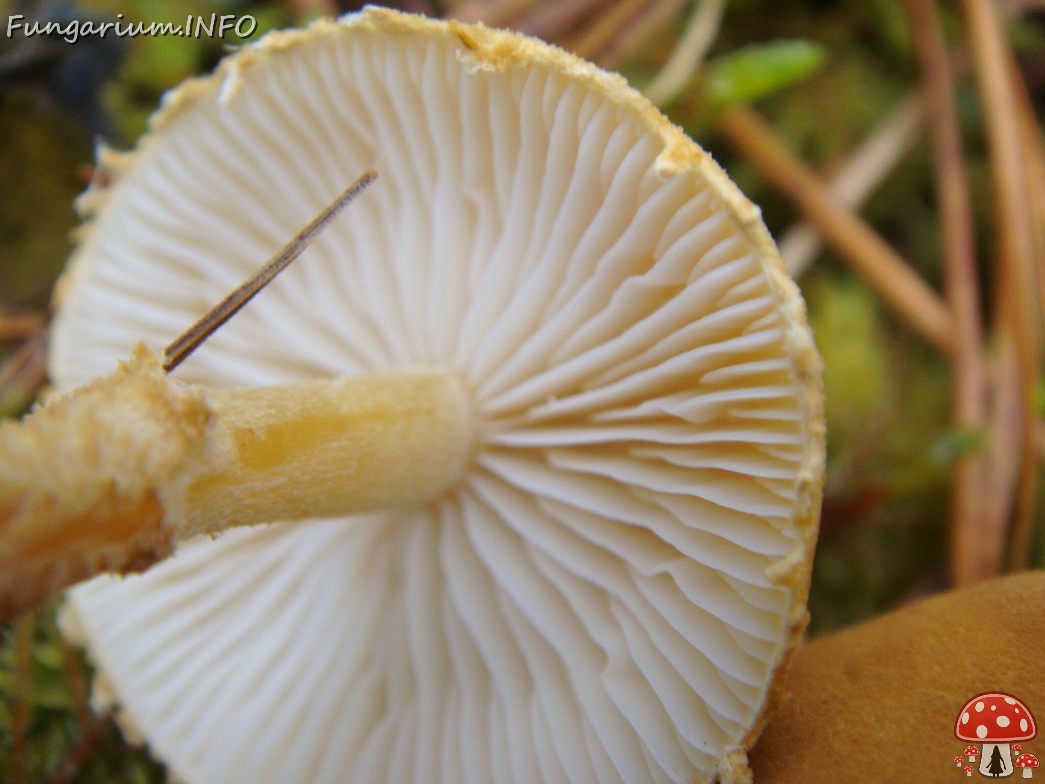 fungi-0002721 