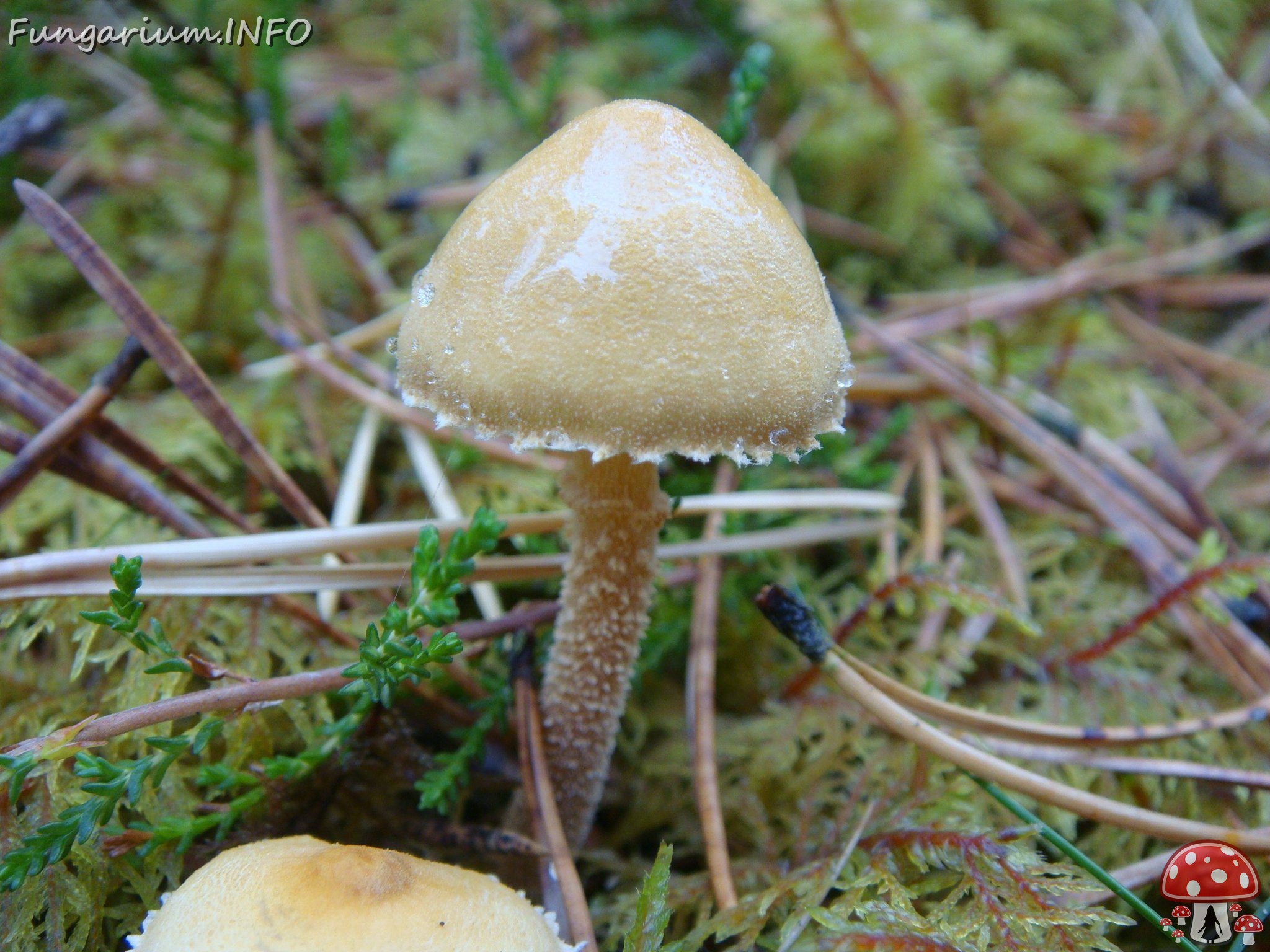 fungi-0002729 