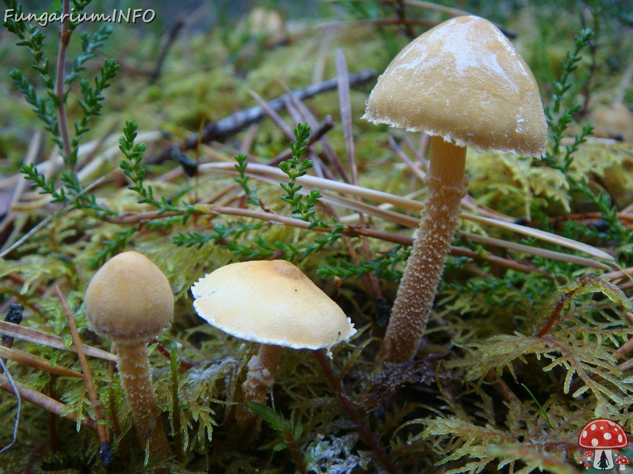 fungi-0002731 