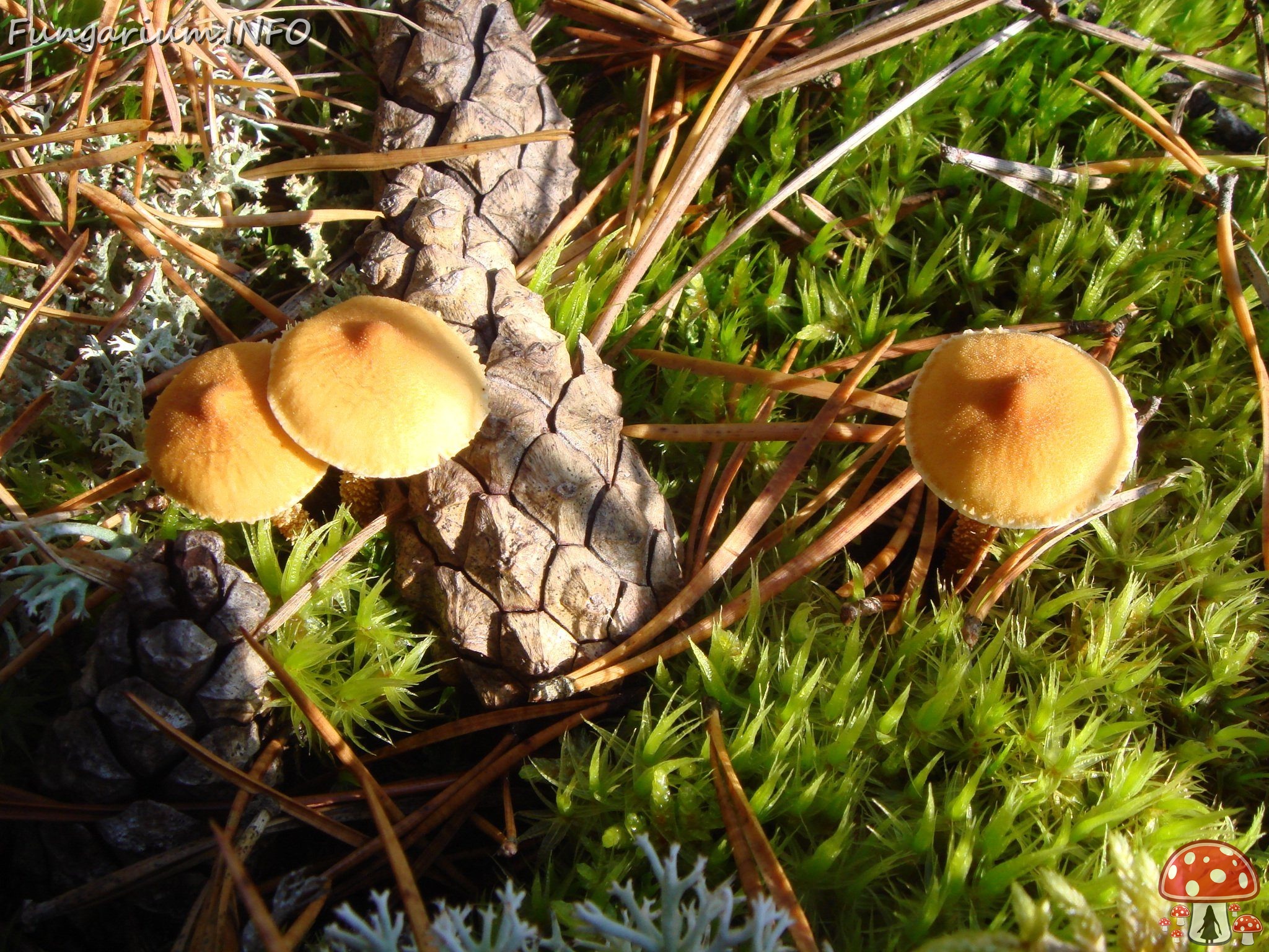 fungi-0003542 