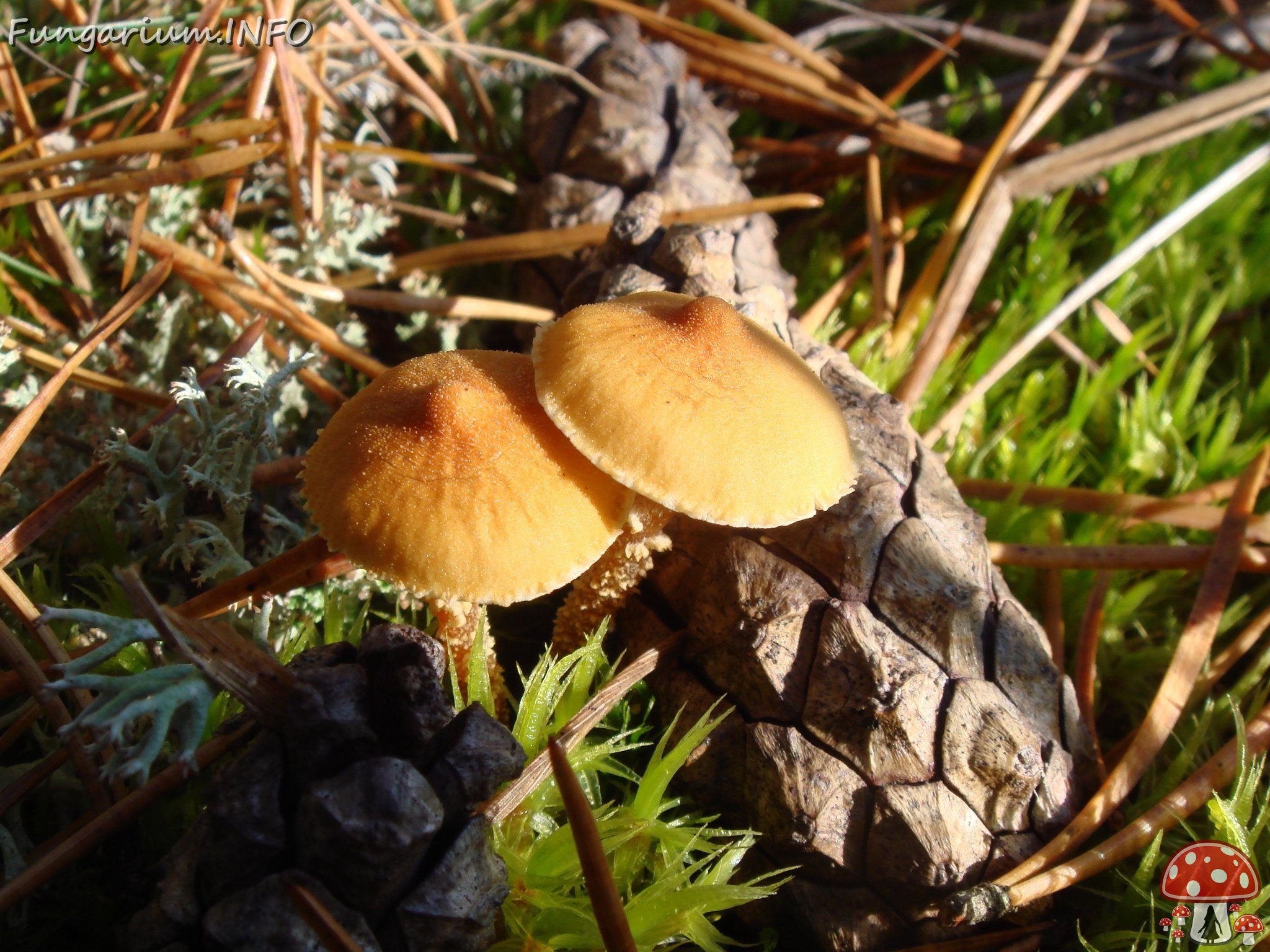 fungi-0003543 