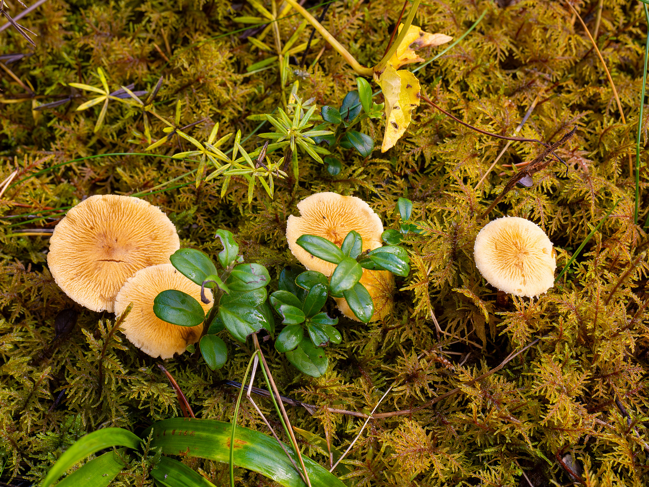 cystoderma-amianthinum_2024-10-12_1-1