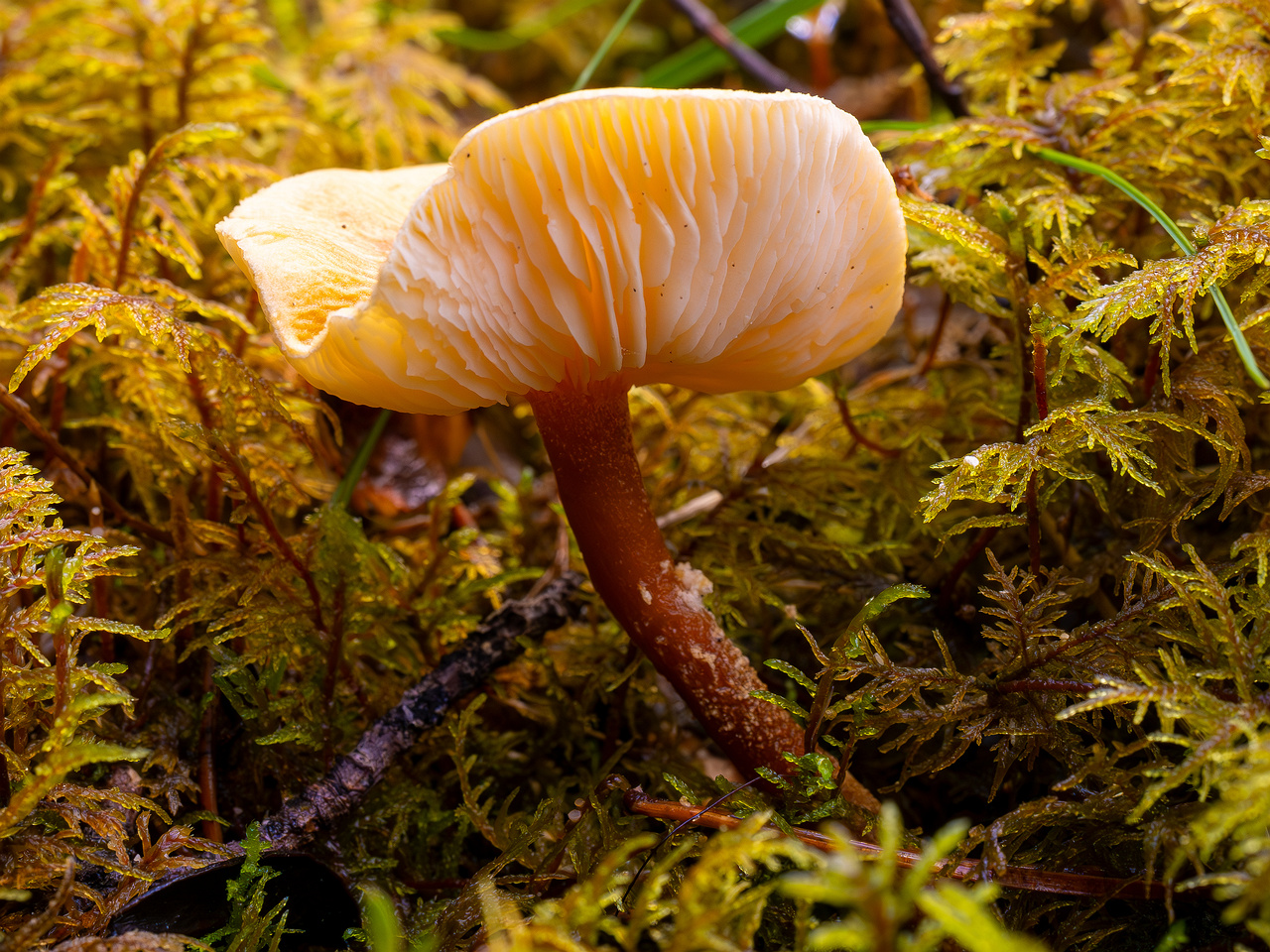 cystoderma-amianthinum_2024-10-12_1-3