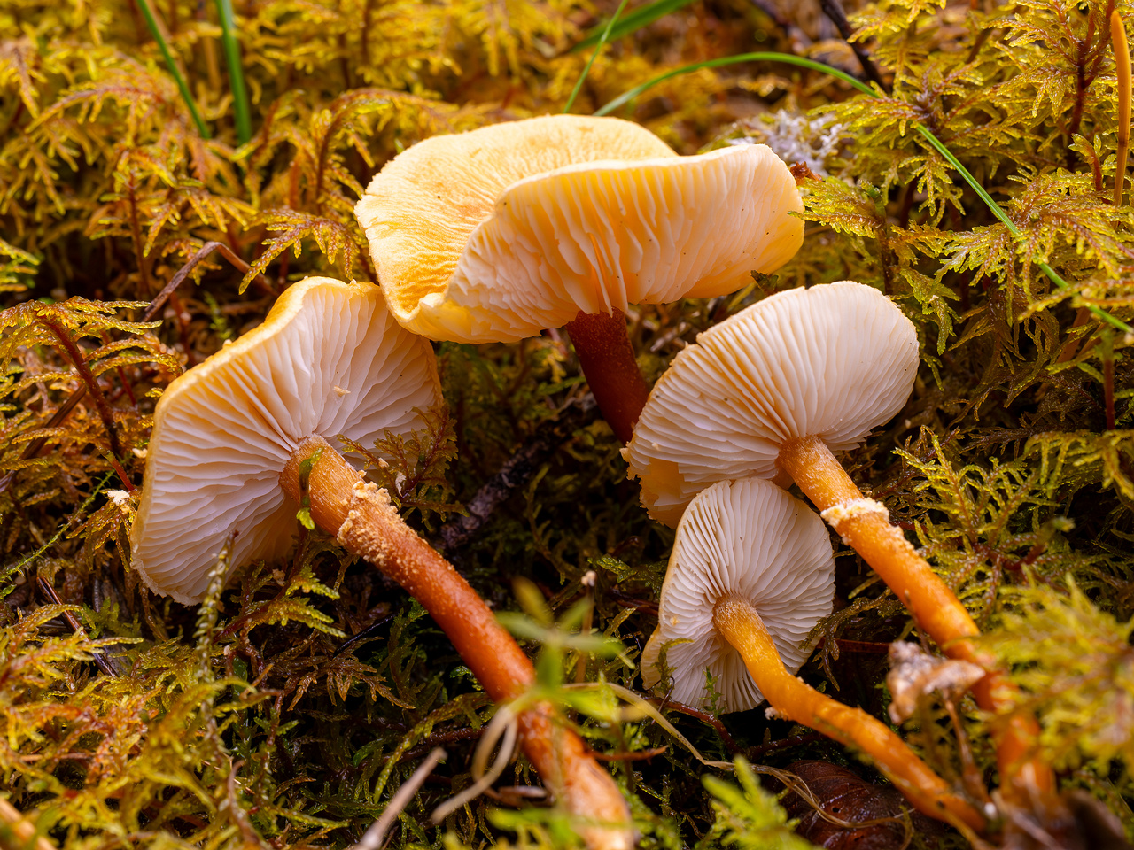 cystoderma-amianthinum_2024-10-12_1-6