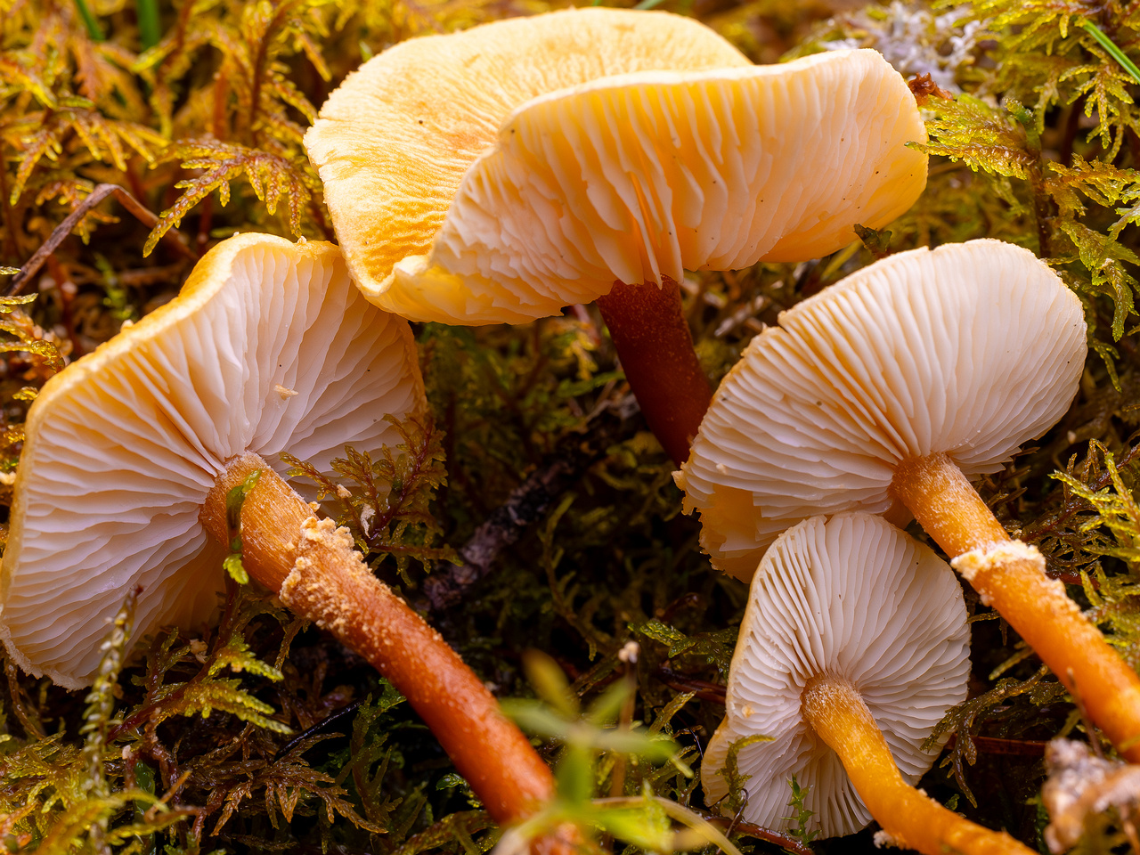 cystoderma-amianthinum_2024-10-12_1-7