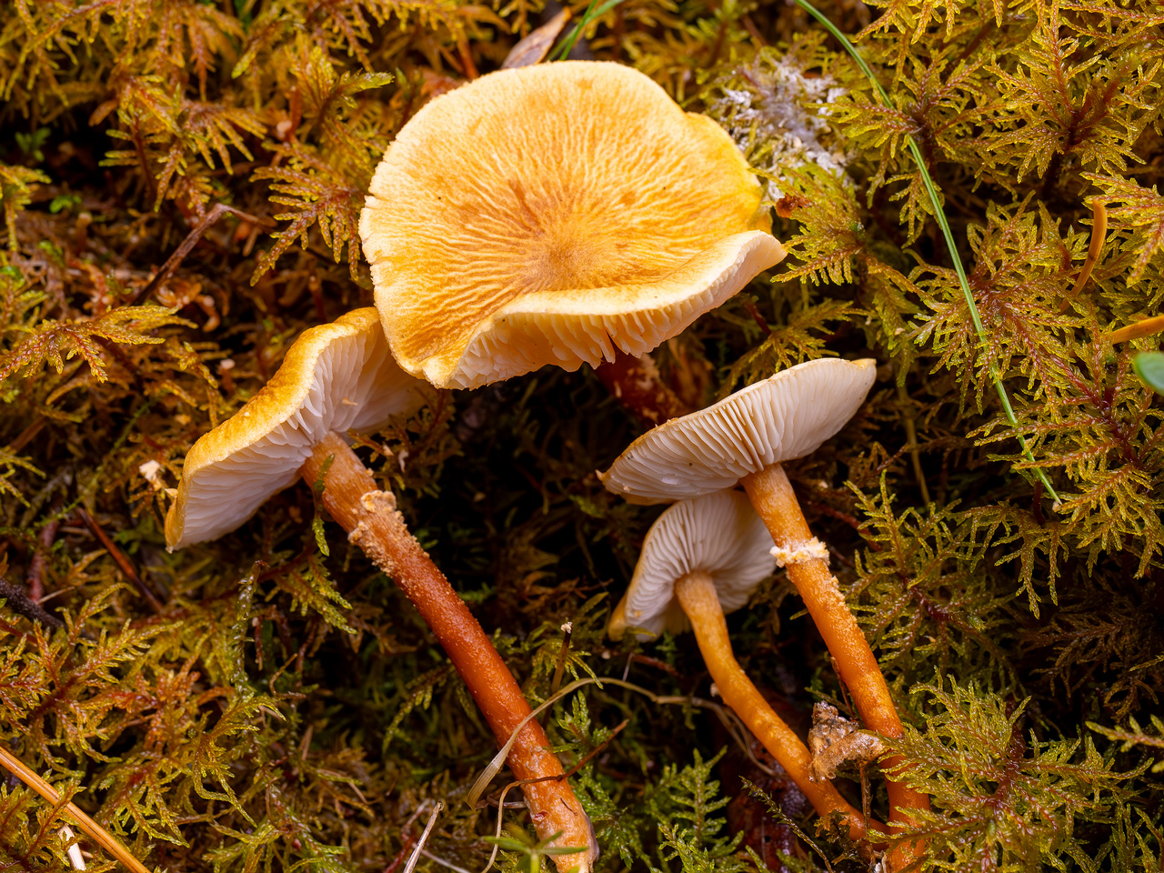 cystoderma-amianthinum_2024-10-12_1-8