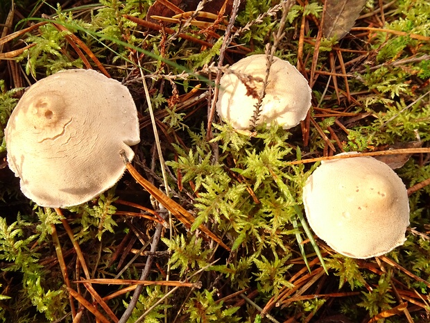 Цистодерма пахучая - Cystoderma carcharias