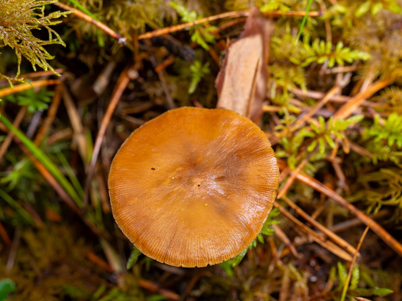 Kuehneromyces lignicola _2026-07-04_1-2