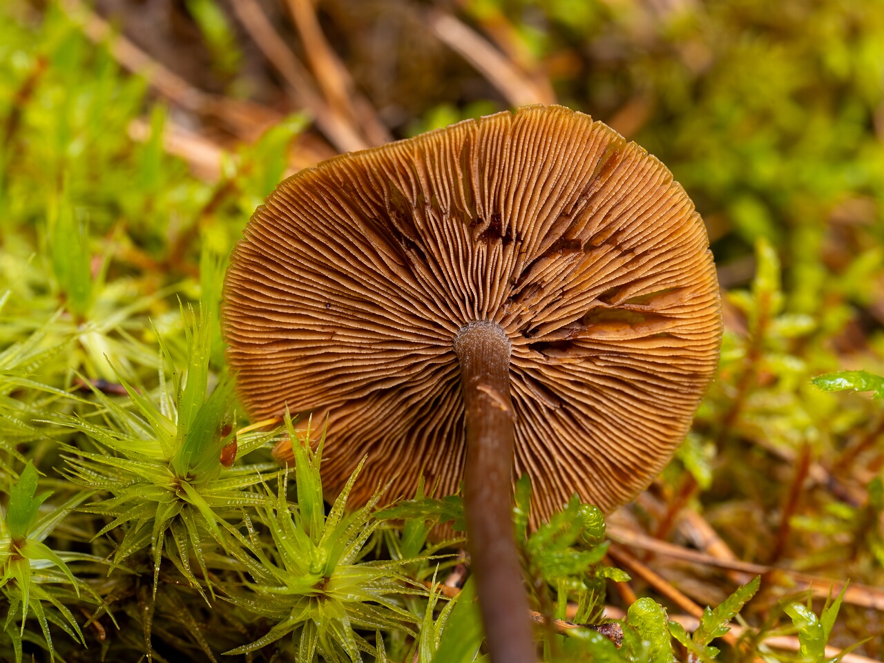 Kuehneromyces lignicola _2026-07-04_1-3