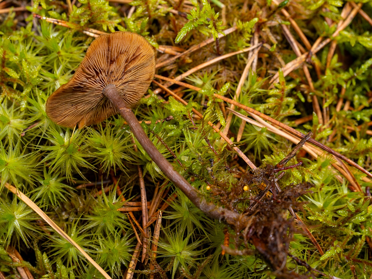 Kuehneromyces lignicola _2026-07-04_1-4