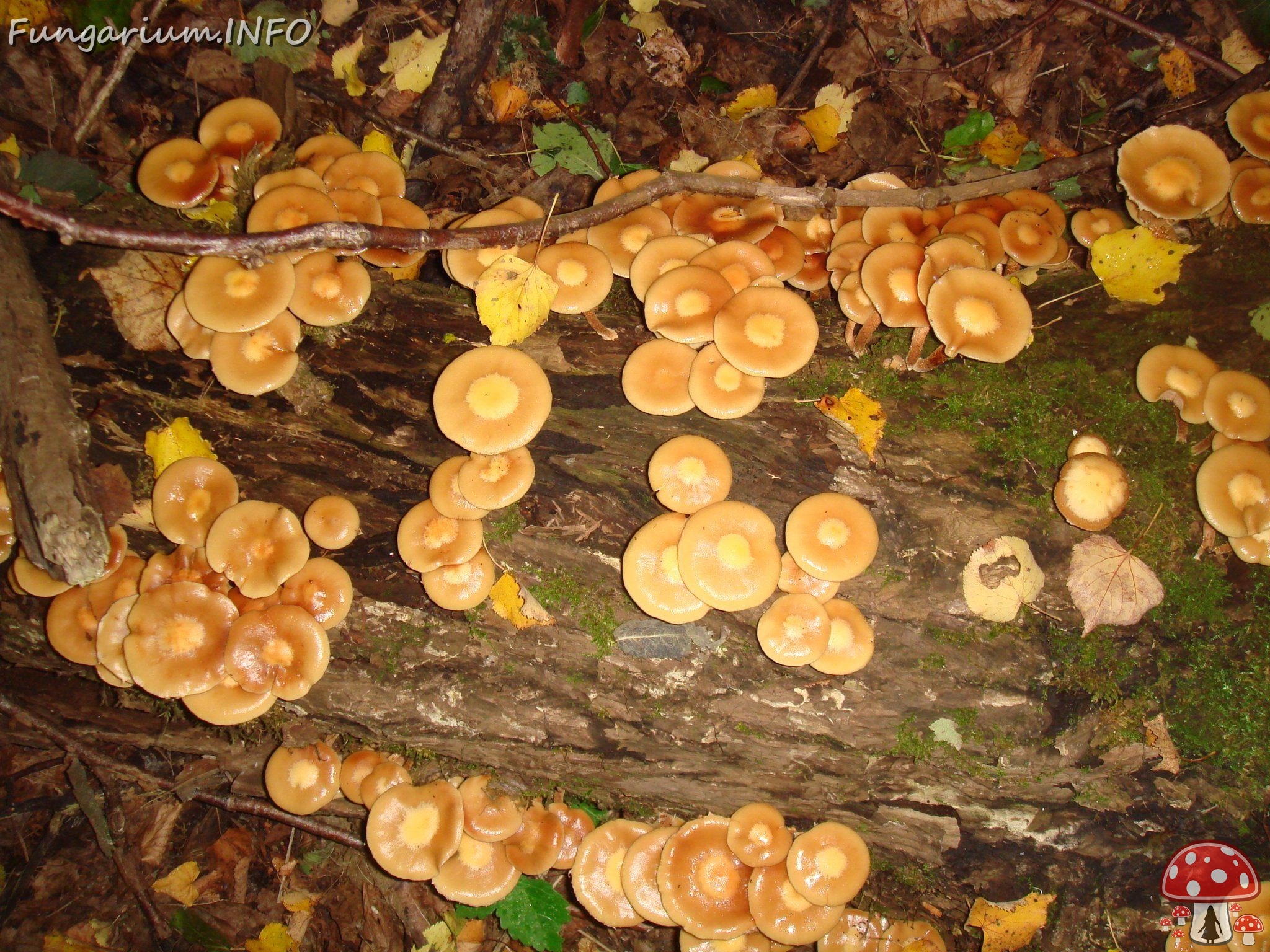 fungi-0004077 