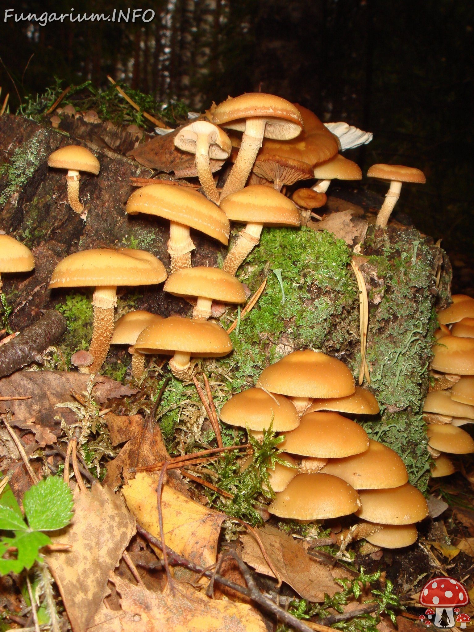 fungi-0004608 