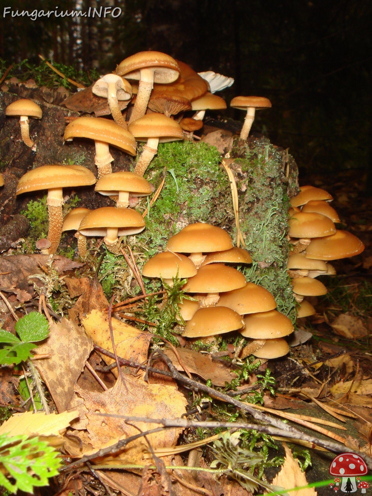 fungi-0004609 