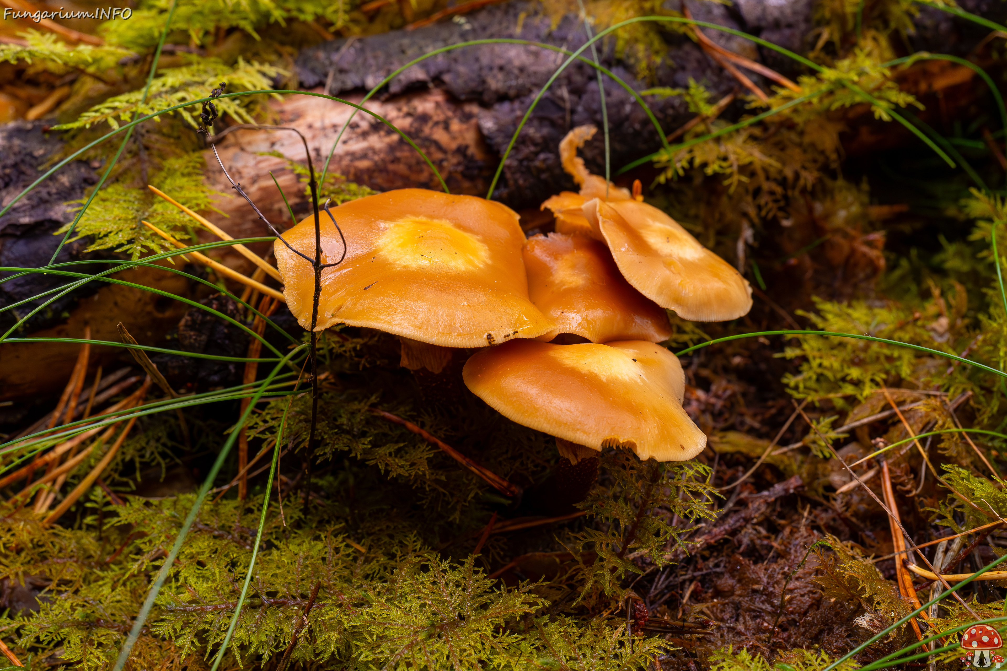 kuehneromyces-mutabilis_2024-10-06_1-1 