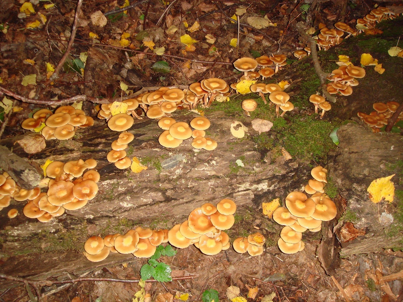 fungi-0004074