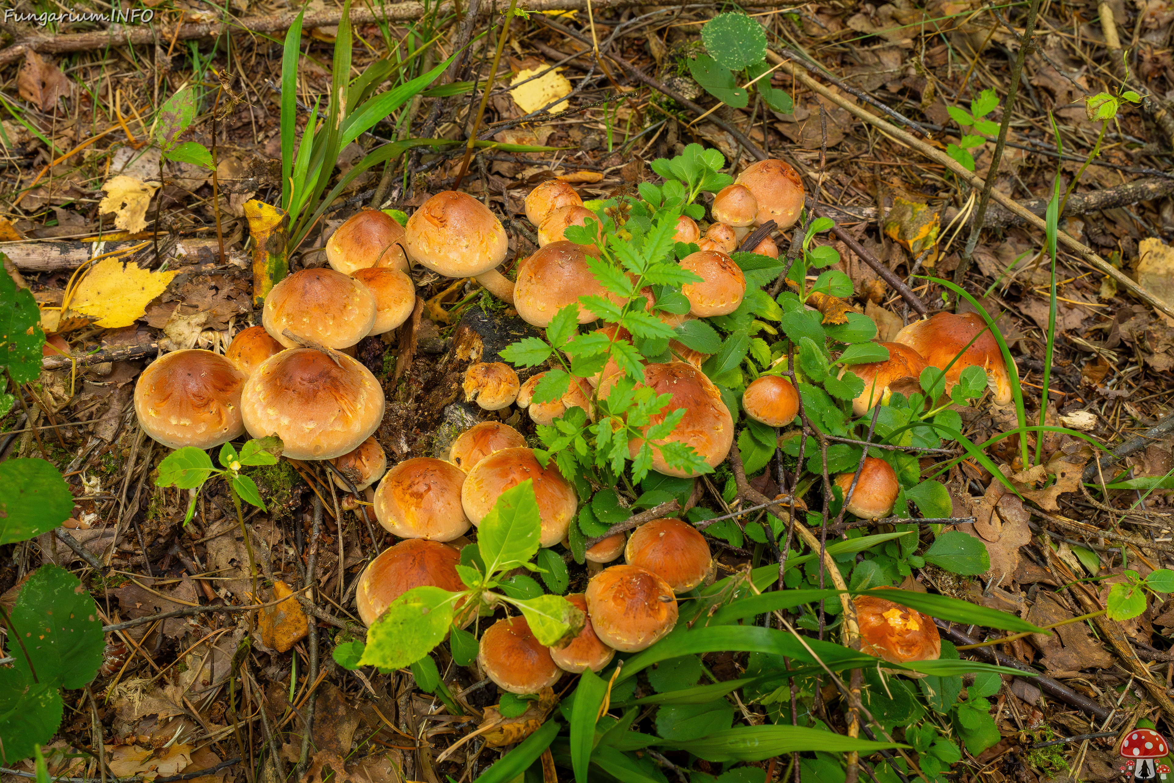 hypholoma-lateritium_1-2 