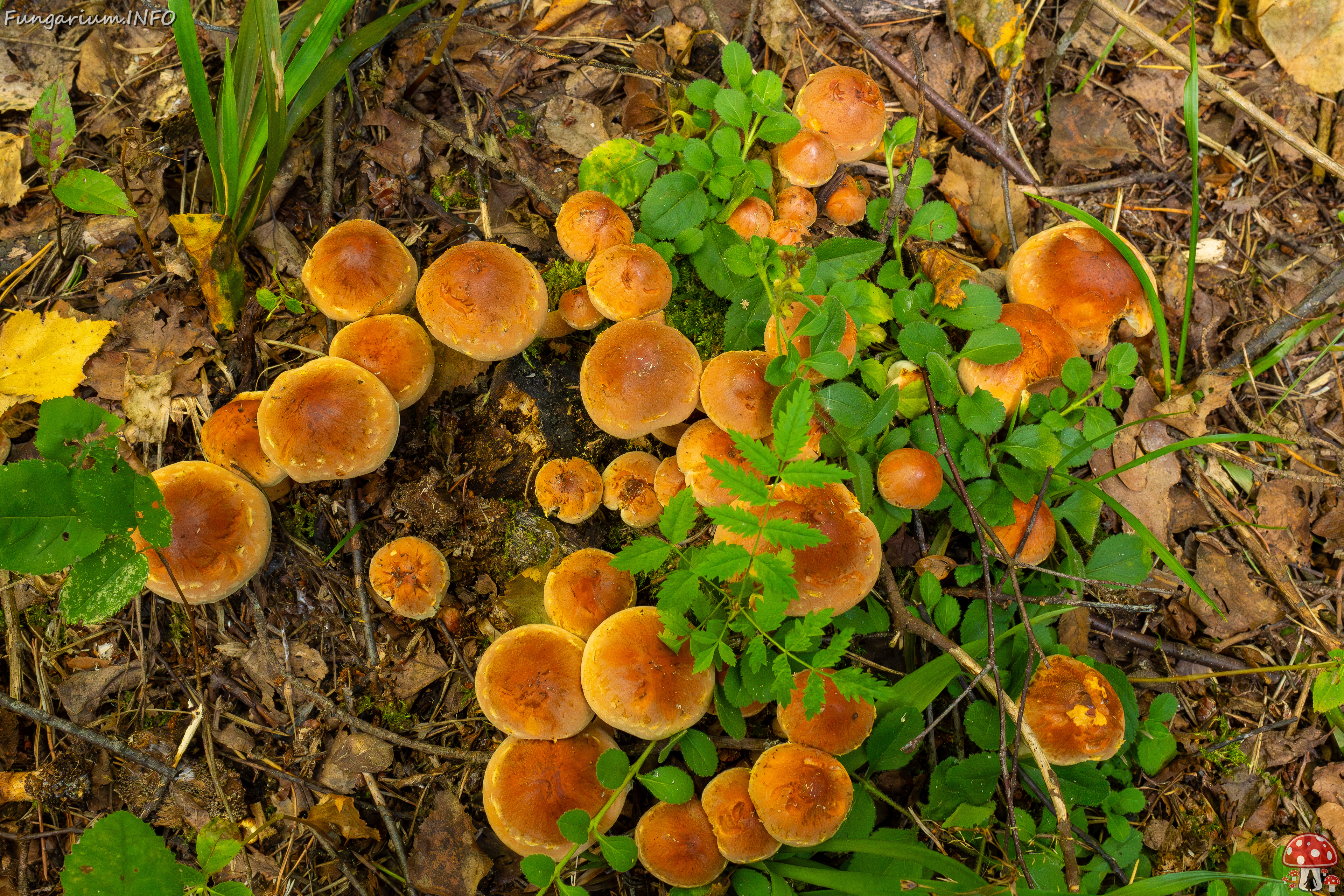 hypholoma-lateritium_1-24 