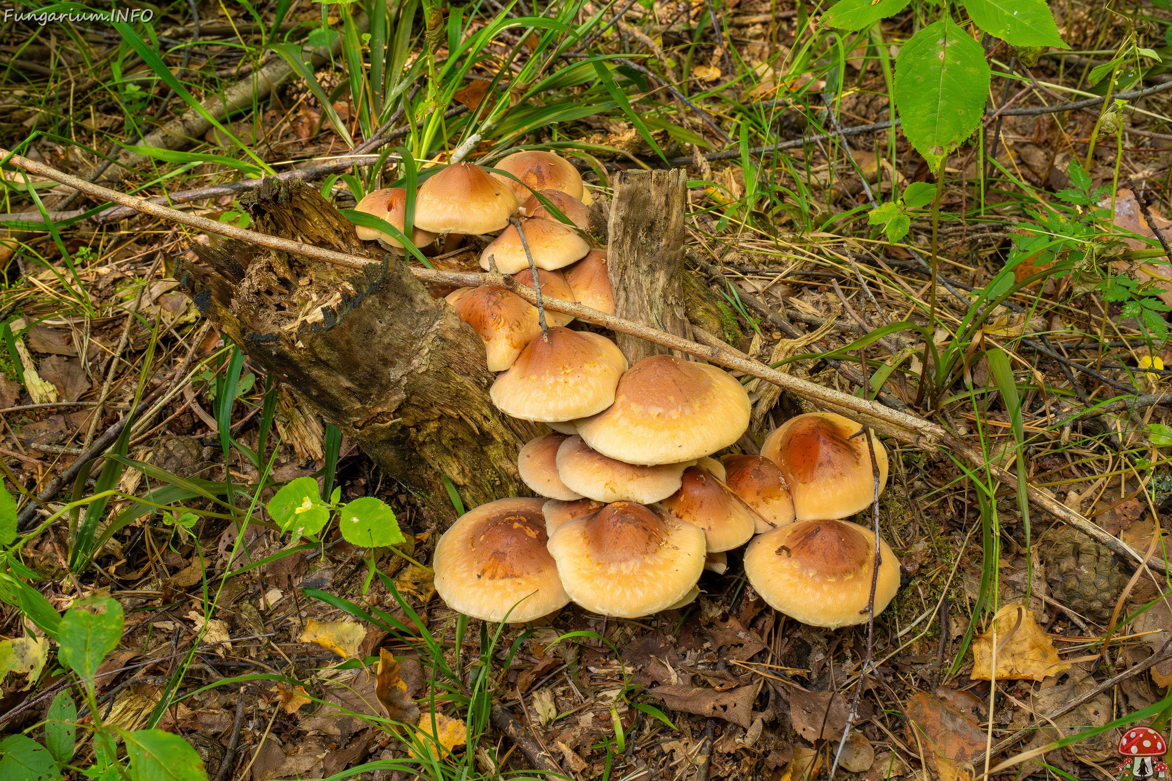 hypholoma-lateritium_1-3 