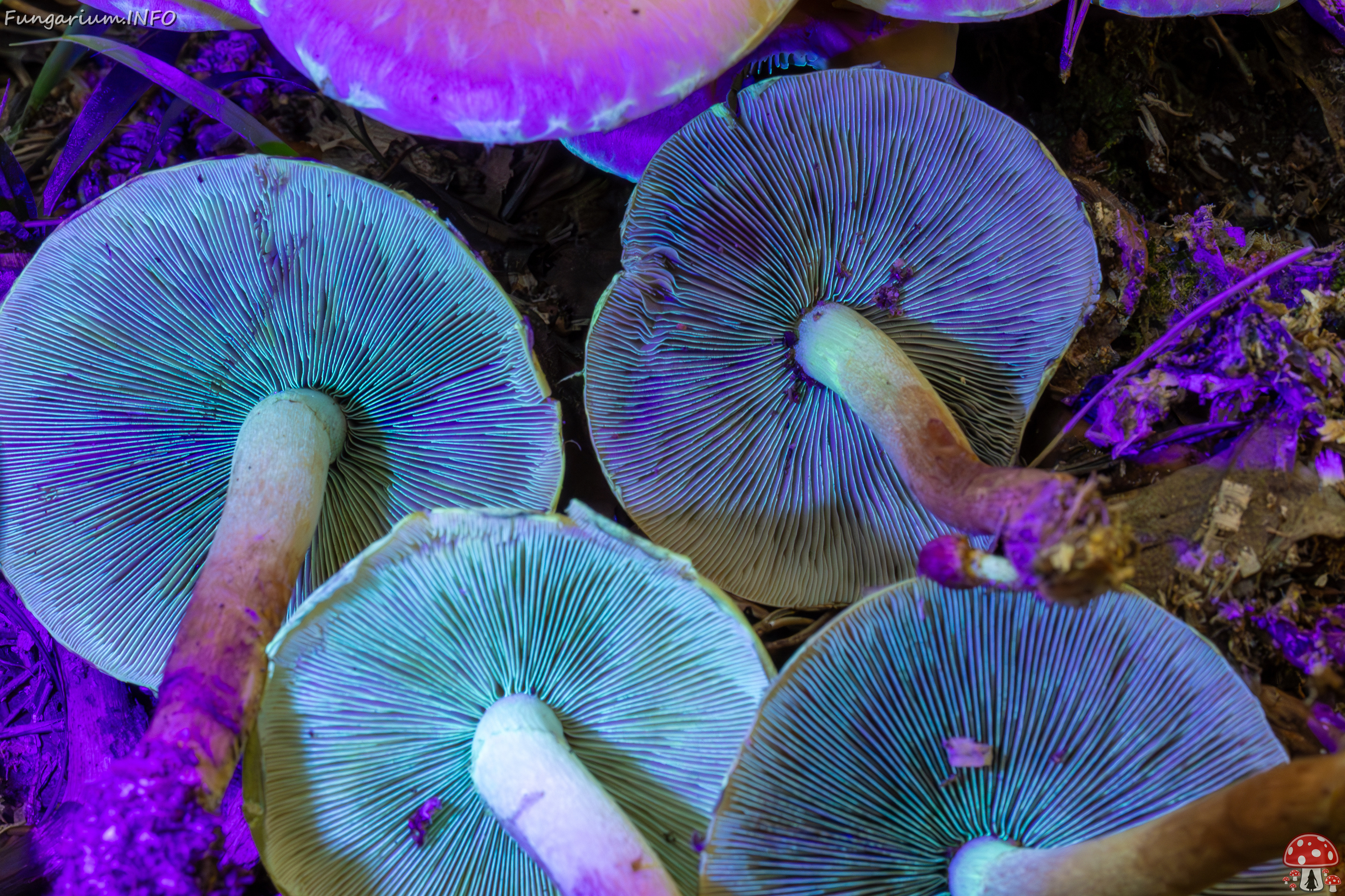 hypholoma-lateritium_395-nm_1-2 