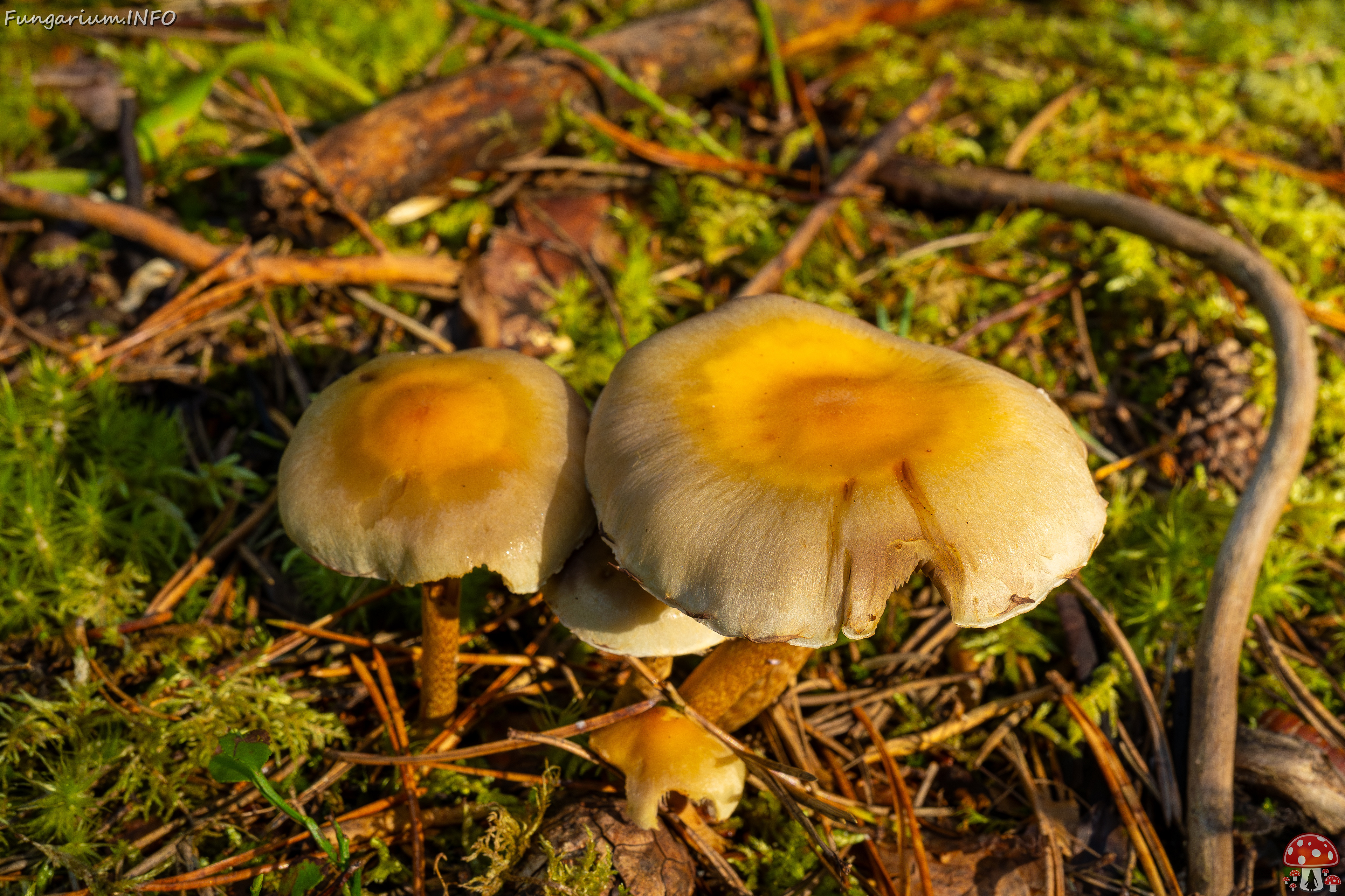 hypholoma-fasciculare_2024-09-18_1-10 