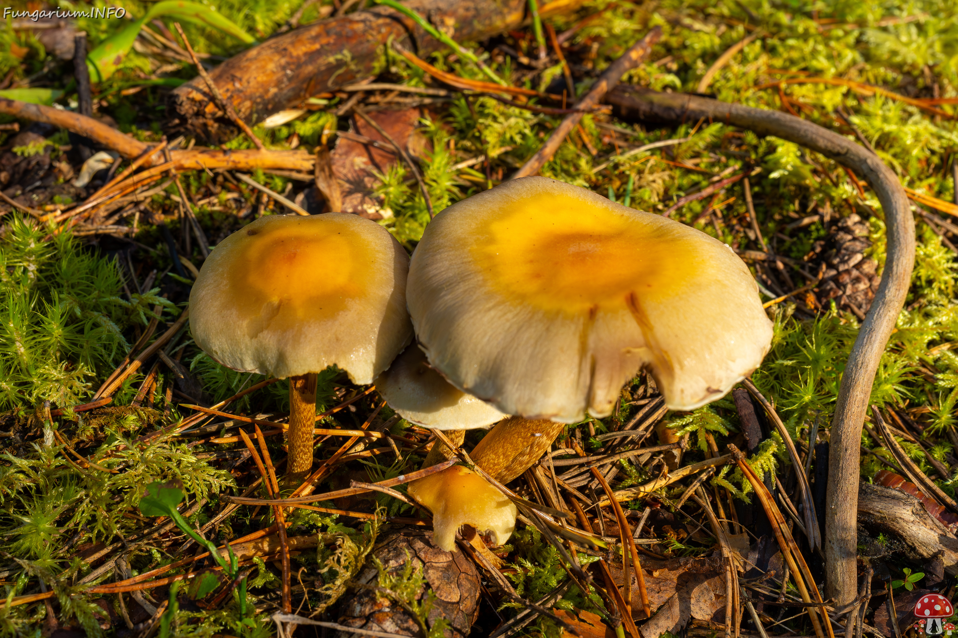 hypholoma-fasciculare_2024-09-18_1-11 