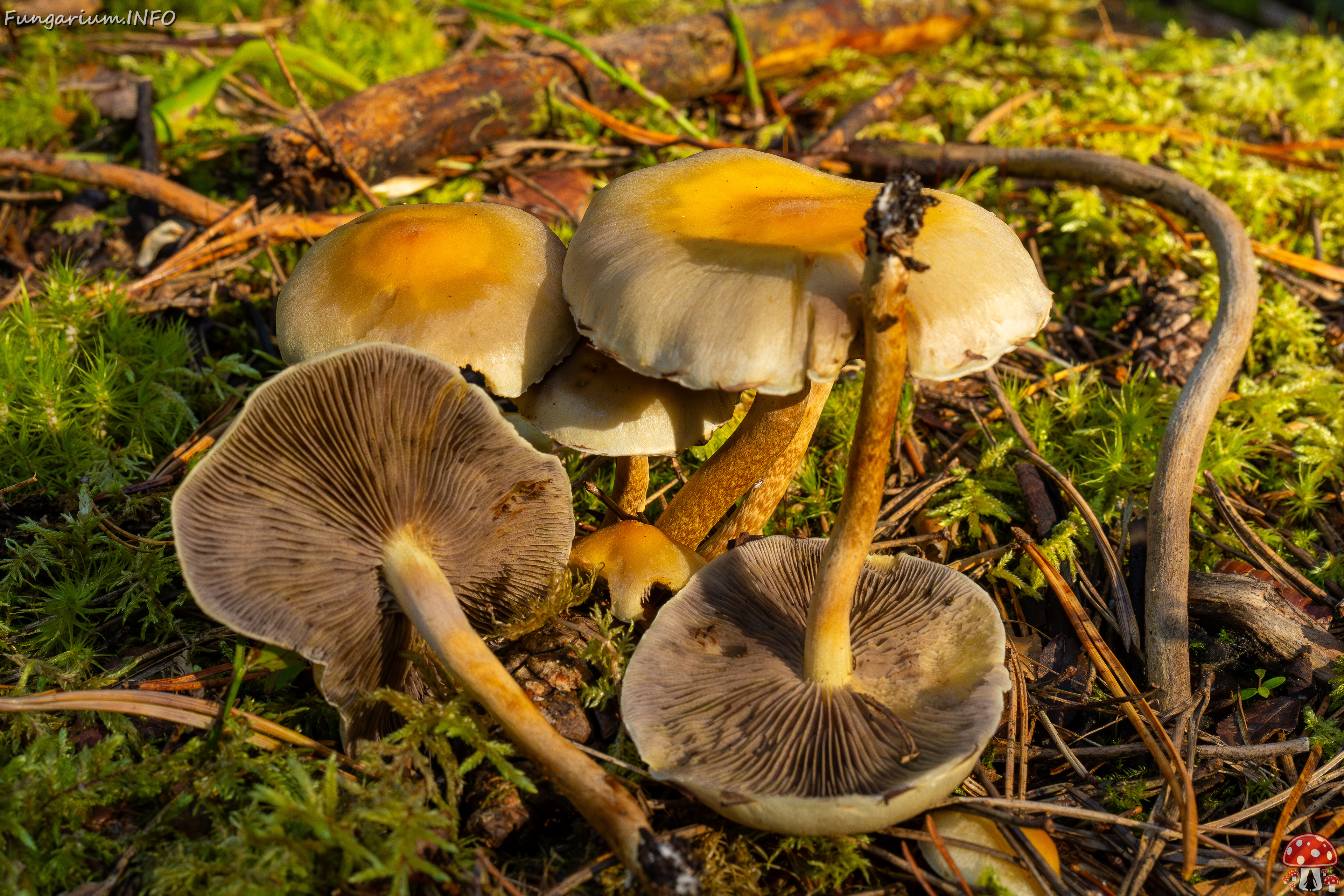 hypholoma-fasciculare_2024-09-18_1-12 