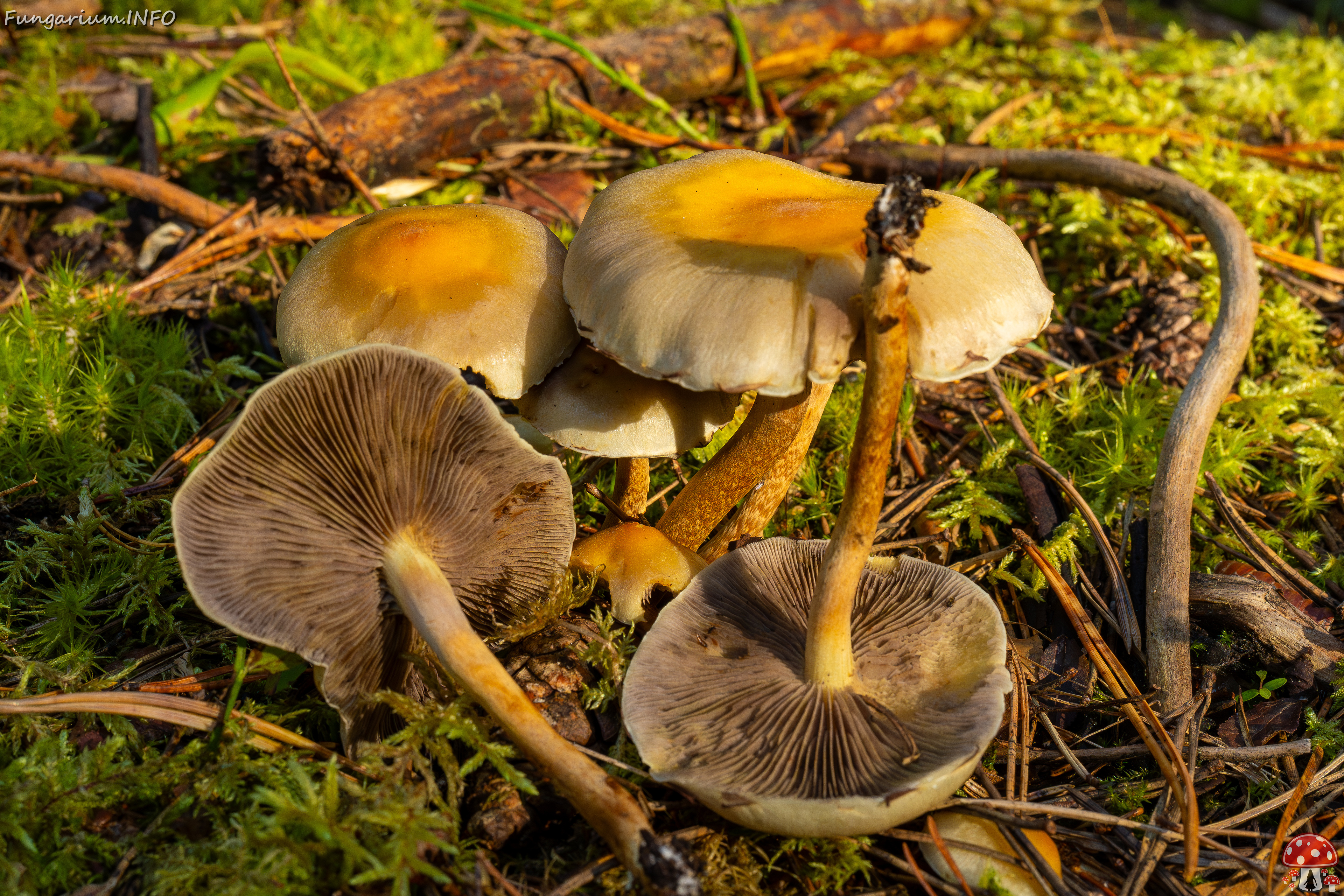 hypholoma-fasciculare_2024-09-18_1-13 