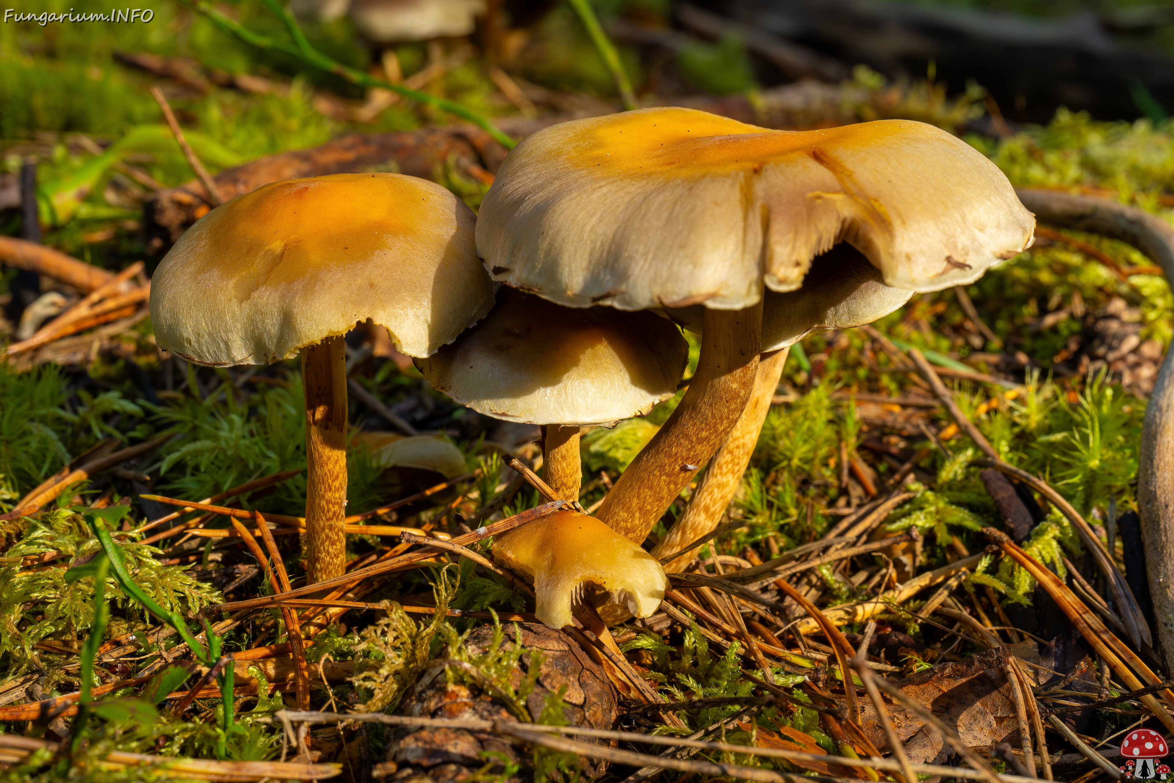 hypholoma-fasciculare_2024-09-18_1-4 