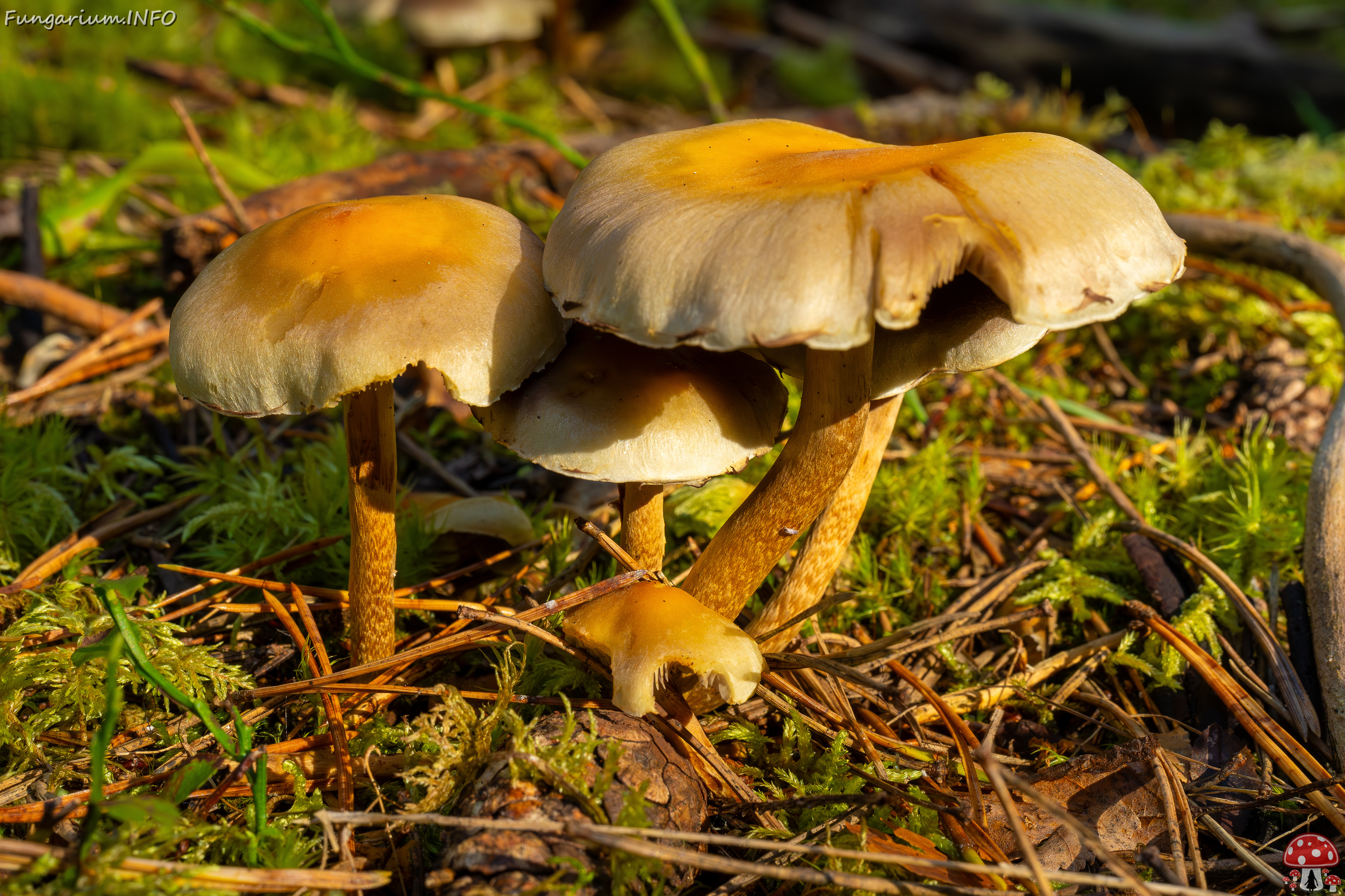 hypholoma-fasciculare_2024-09-18_1-5 