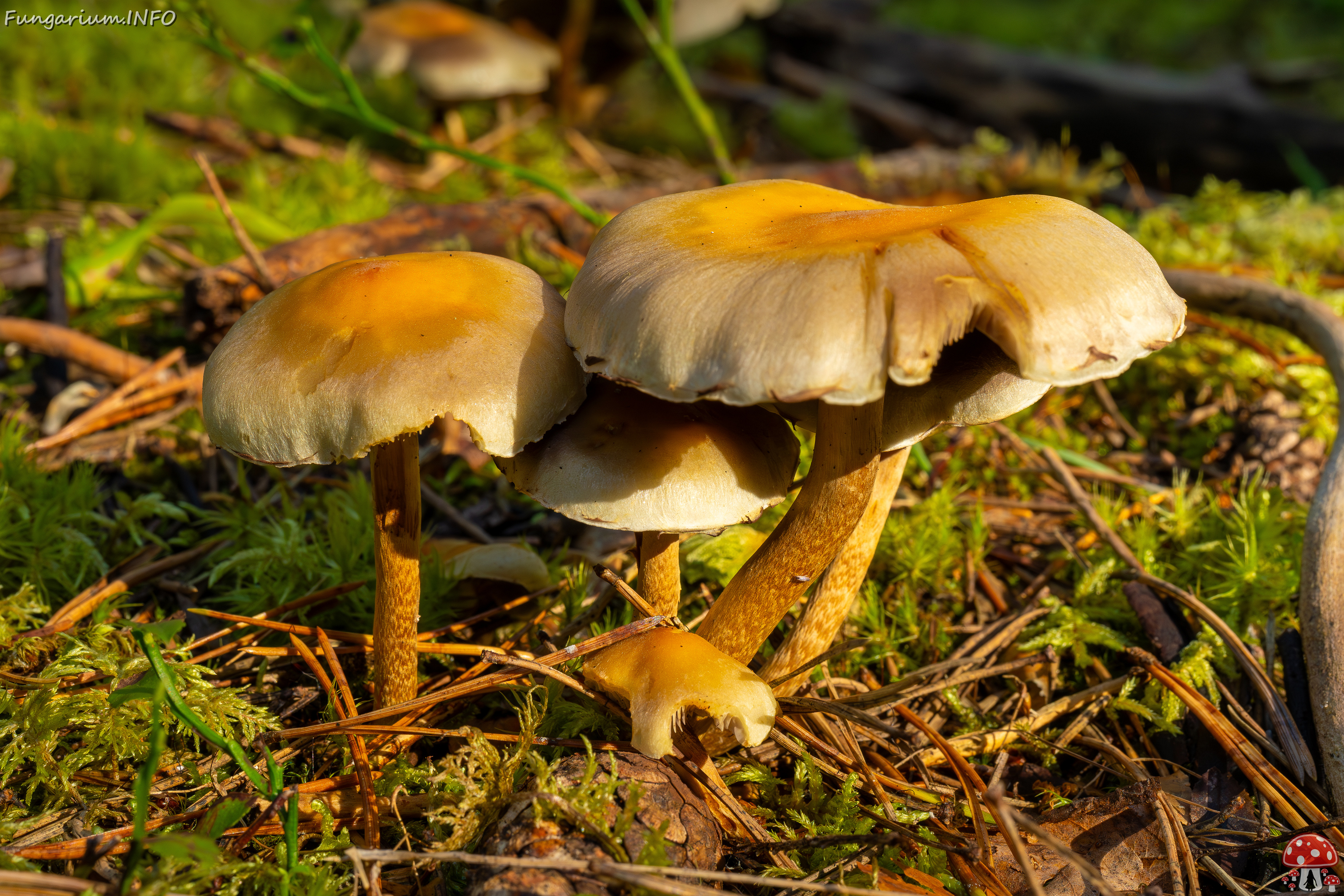 hypholoma-fasciculare_2024-09-18_1-6 