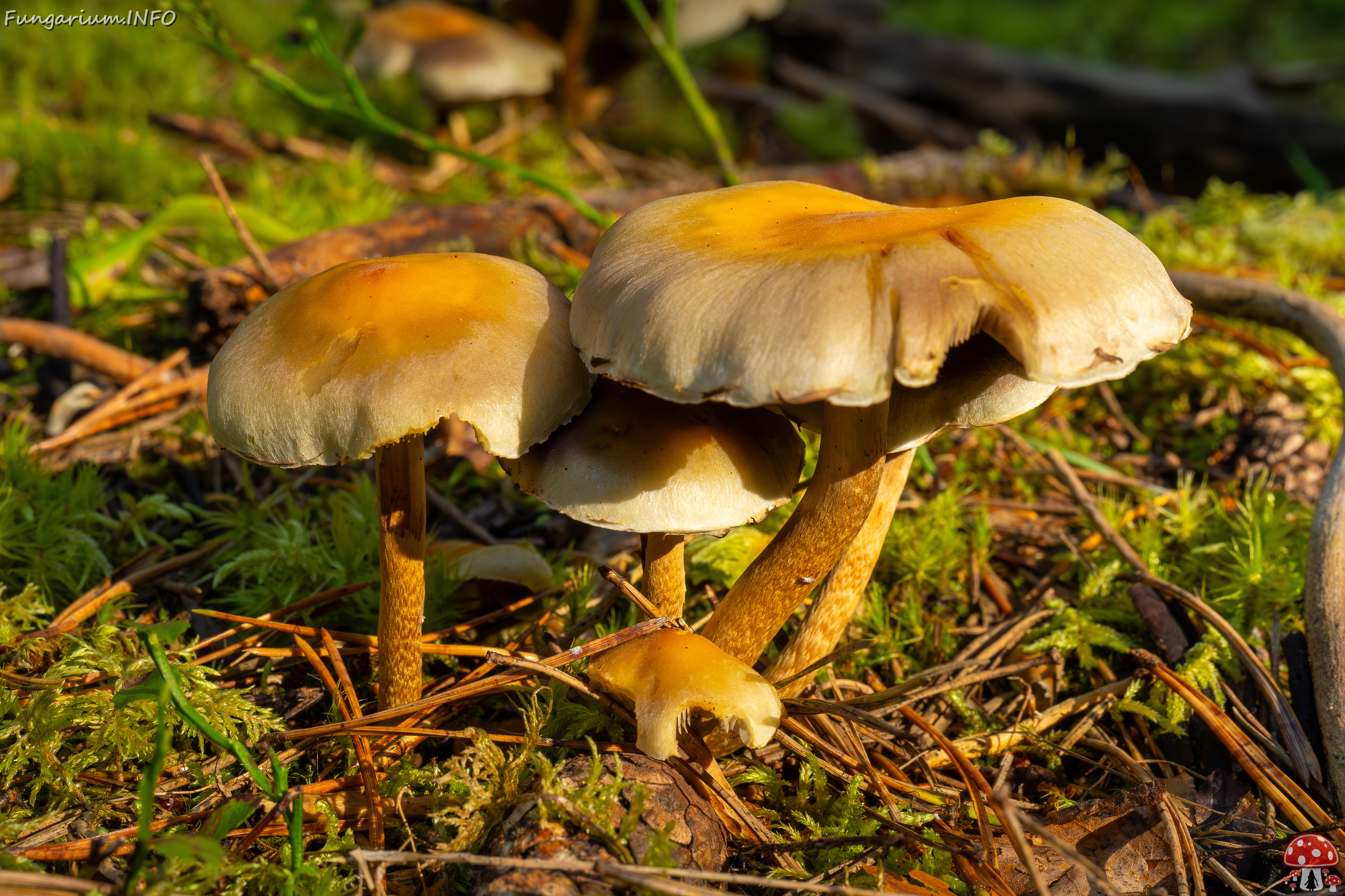 hypholoma-fasciculare_2024-09-18_1-7 