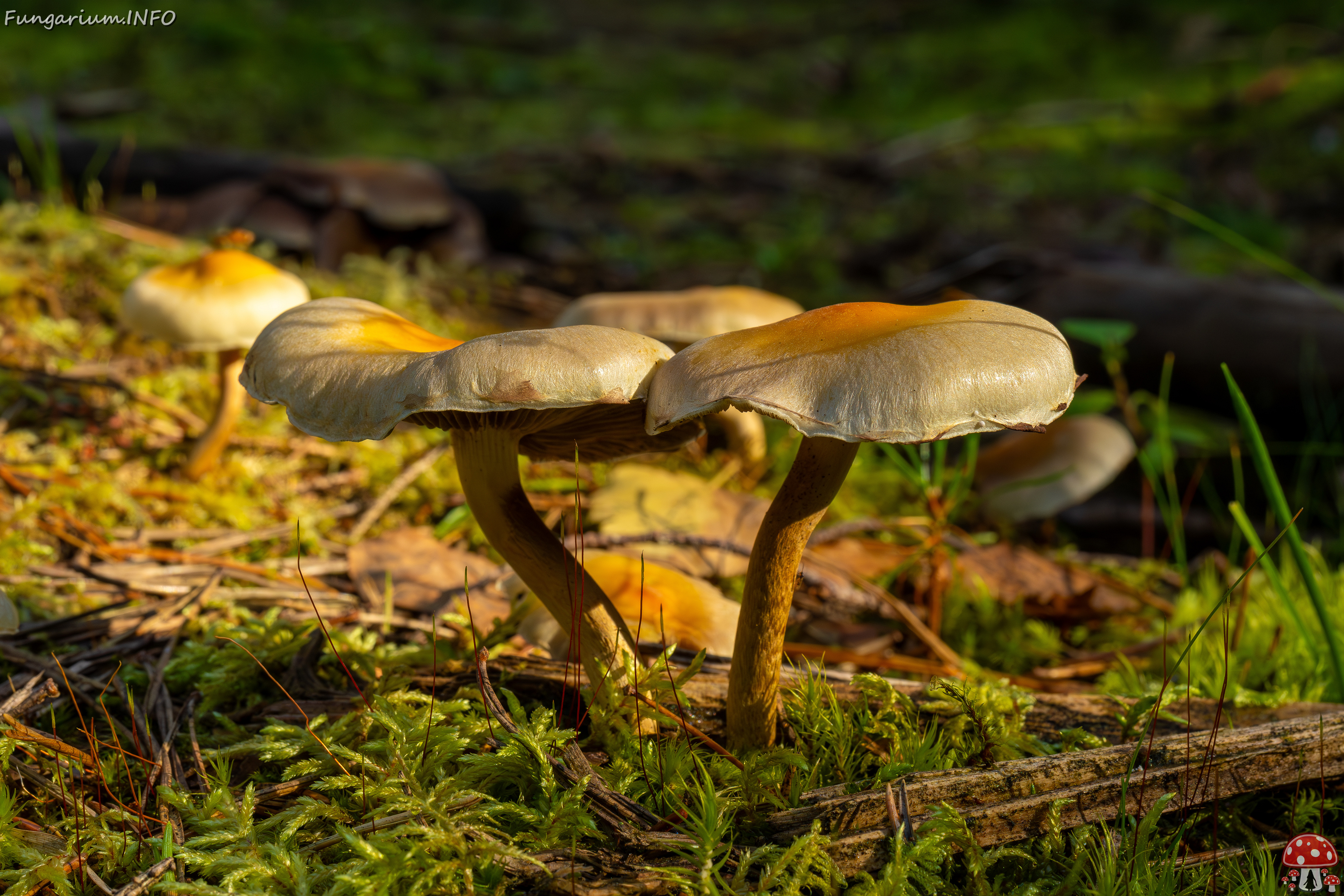 hypholoma-fasciculare_2024-09-18_1-8 