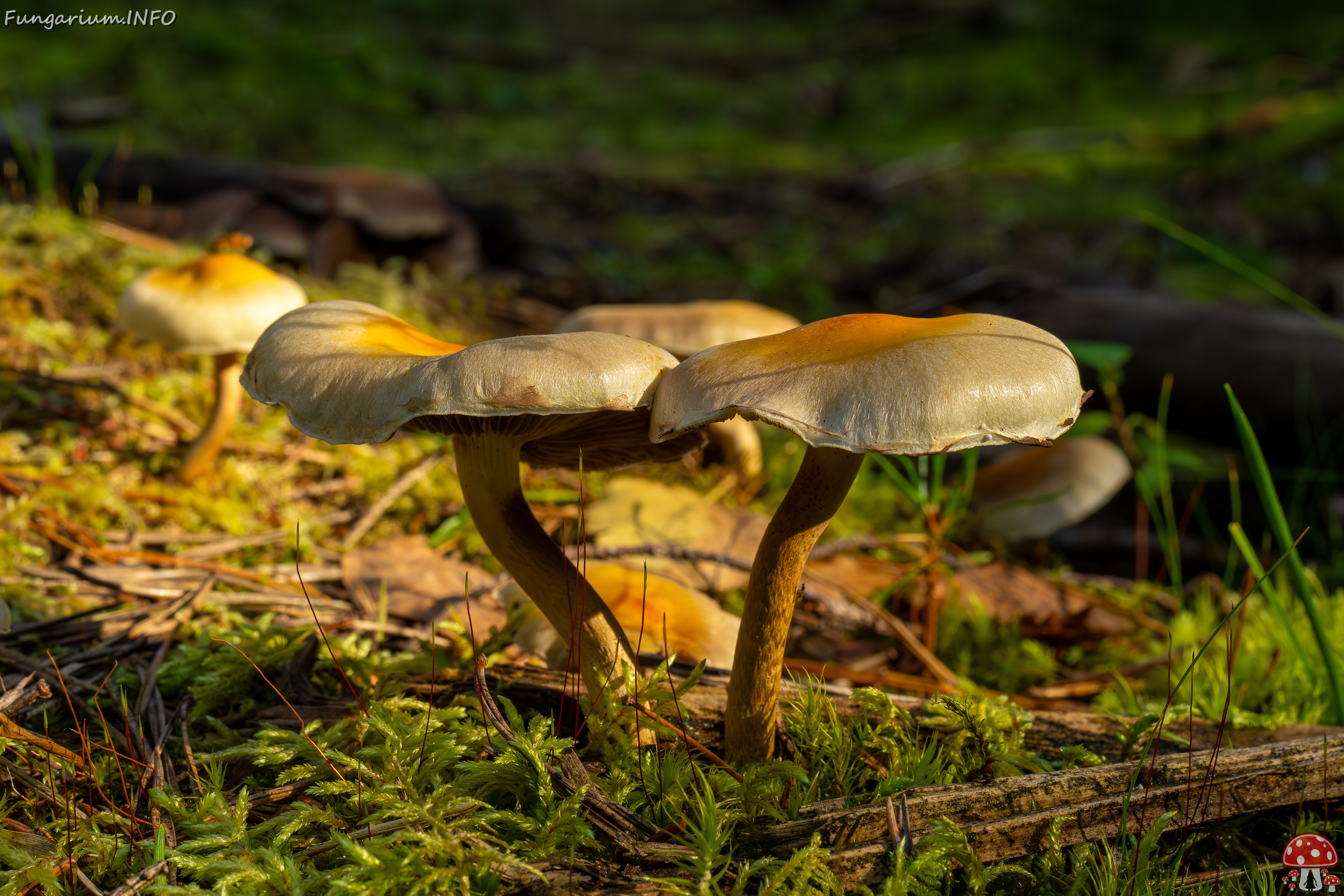 hypholoma-fasciculare_2024-09-18_1-9 