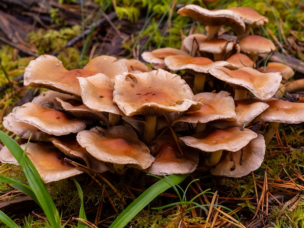 Ложноопёнок серопластинчатый - Hypholoma capnoides