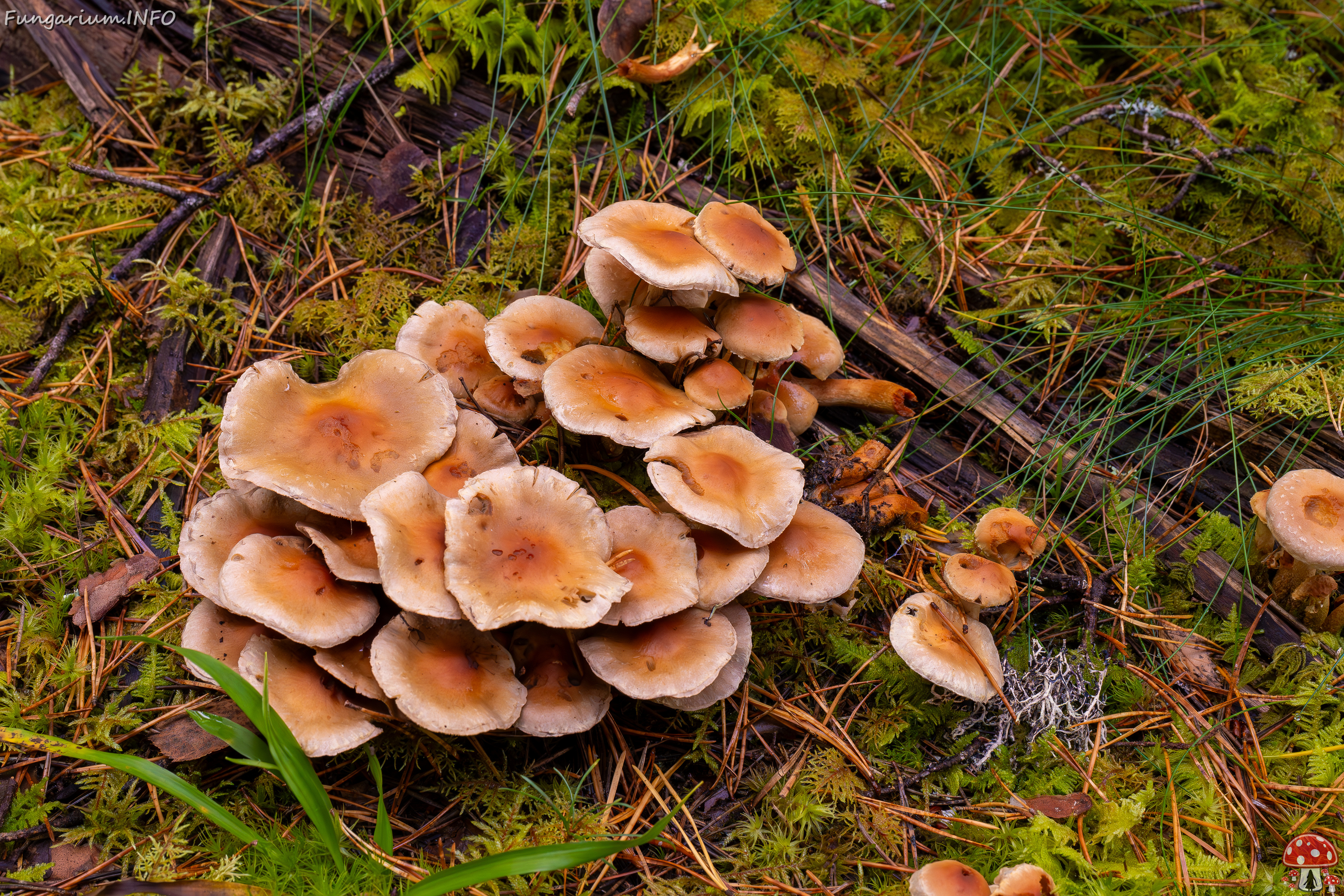 hypholoma-capnoides_2024-10-06_1-1 