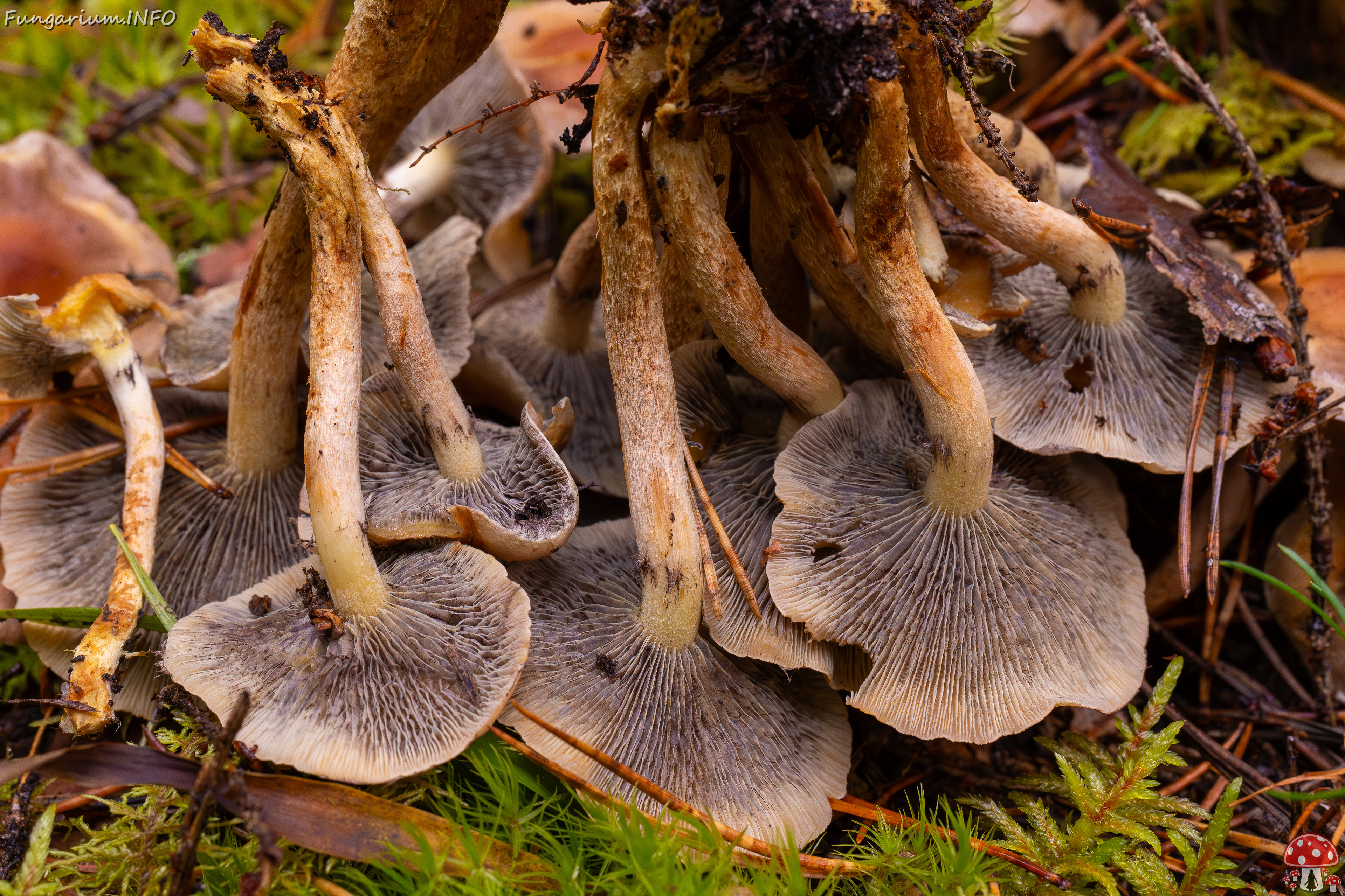 hypholoma-capnoides_2024-10-06_1-13 