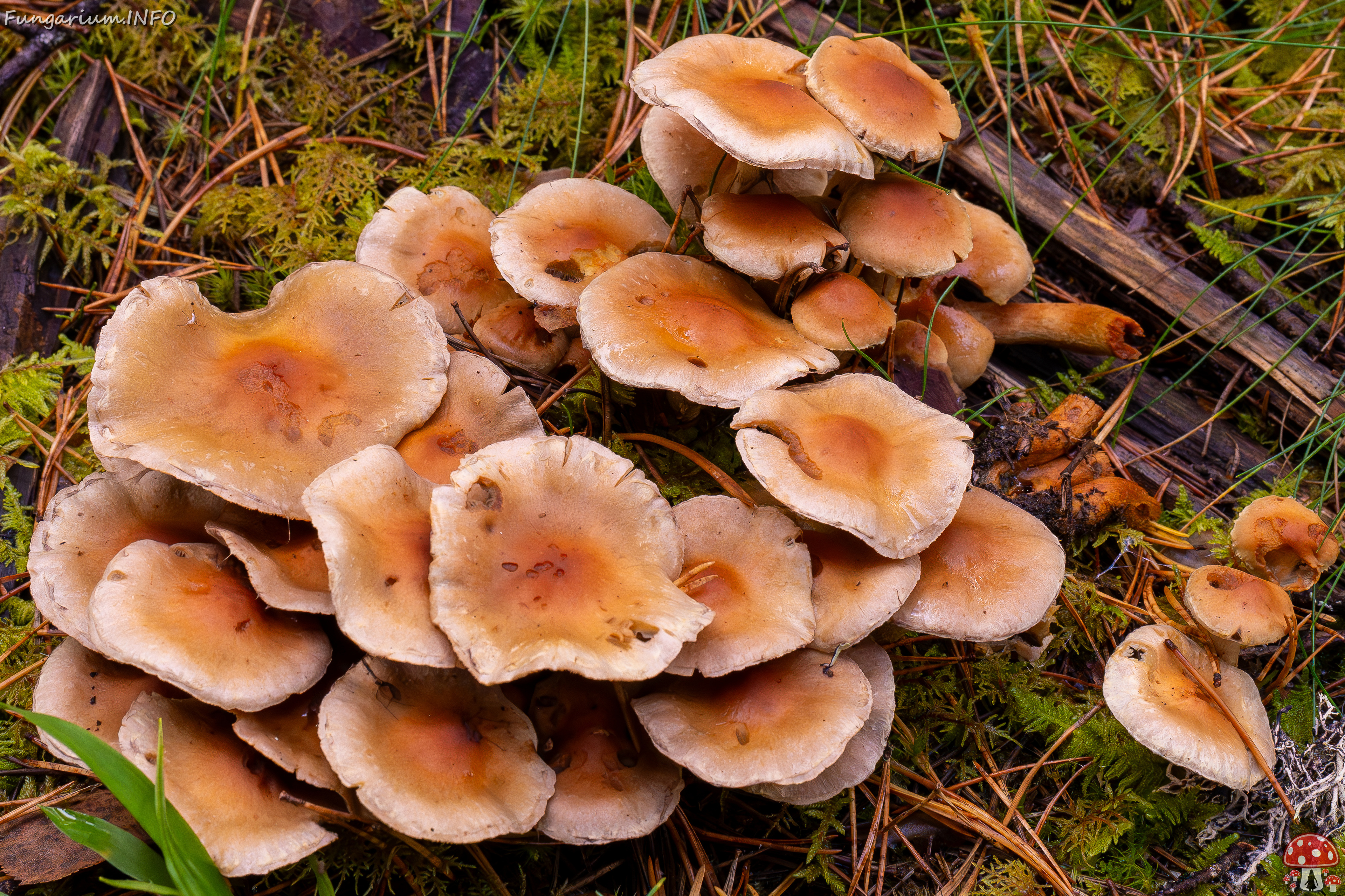 hypholoma-capnoides_2024-10-06_1-2 